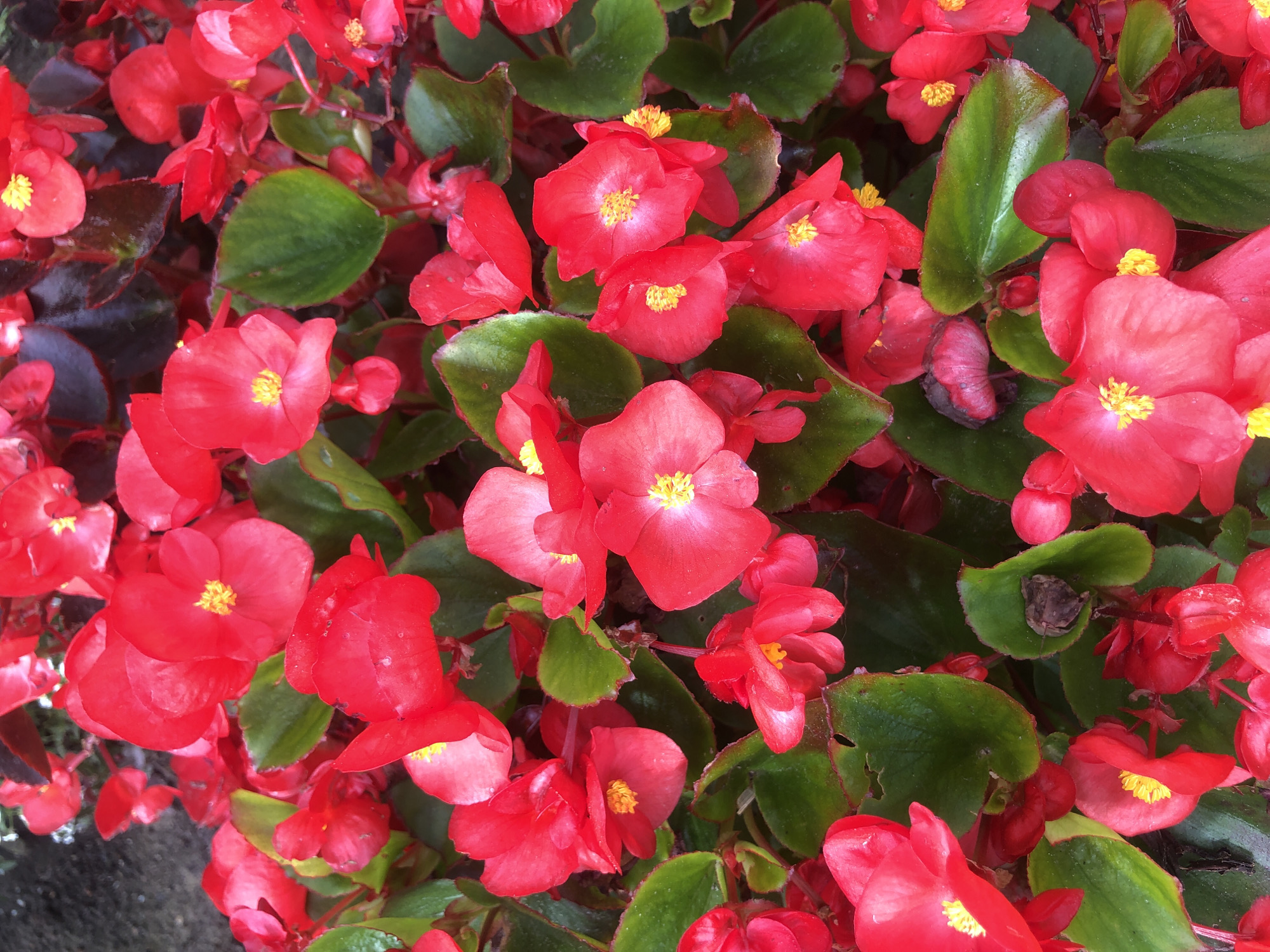 The image shows a close-up, overhead view of a dense cluster of vibrant red begonia flowers with green leaves. The flowers have delicate petals and yellow centers. Some of the leaves have a reddish tint along the edges, and a few appear slightly damaged. There are no people or animals visible in the image. The background is blurred and dark, suggesting an outdoor setting. The scene is static, with no apparent action or interaction taking place. The specific location in the city of Rusanovo, Russia, cannot be determined from the visual information alone.