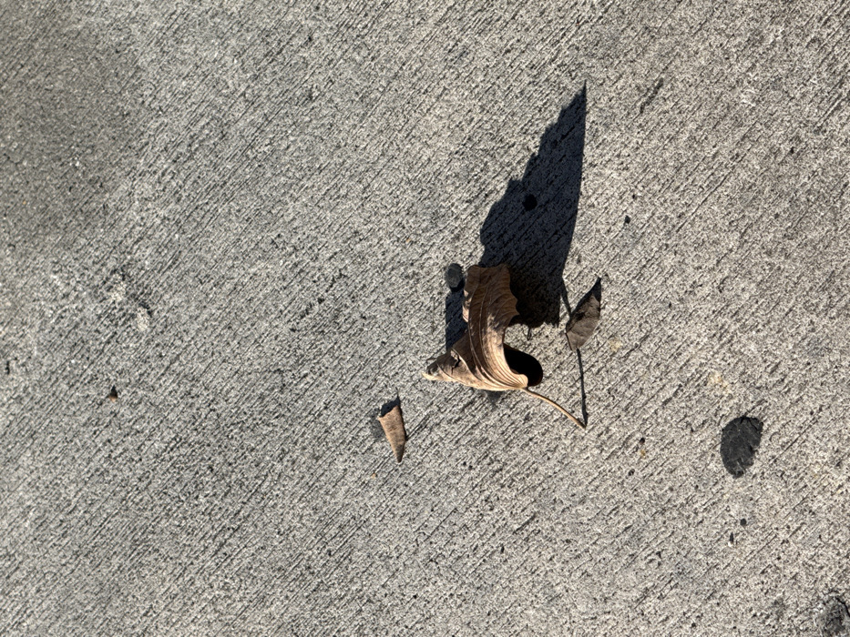 The image provides a close-up, high-angle perspective of a textured concrete surface, likely a sidewalk or outdoor path. The concrete is a light gray hue, characterized by distinct diagonal score lines that traverse the frame.
Scattered on this surface are several dried, brown leaves and leaf fragments. A prominent, curled leaf, appearing brownish-gold, rests in the lower-middle portion of the image. To its immediate left, a smaller, triangular piece of a dried leaf is visible, and another small, dark leaf fragment can be seen further to the right.
The scene is illuminated by bright sunlight, indicated by the sharp, elongated shadows cast across the concrete. A large, dark, irregular shadow extends diagonally from the upper-middle of the frame towards the lower-right, partially overlapping the main leaf. This suggests an unseen object or structure outside the frame is casting the shadow, implying a clear day, possibly in the morning or late afternoon when shadows are longer. A smaller, rounded shadow is also visible on the far right edge. There are no discernible activities, people, or visible text in the image. It captures a quiet, static detail of an outdoor ground environment in Hialeah, United States of America.