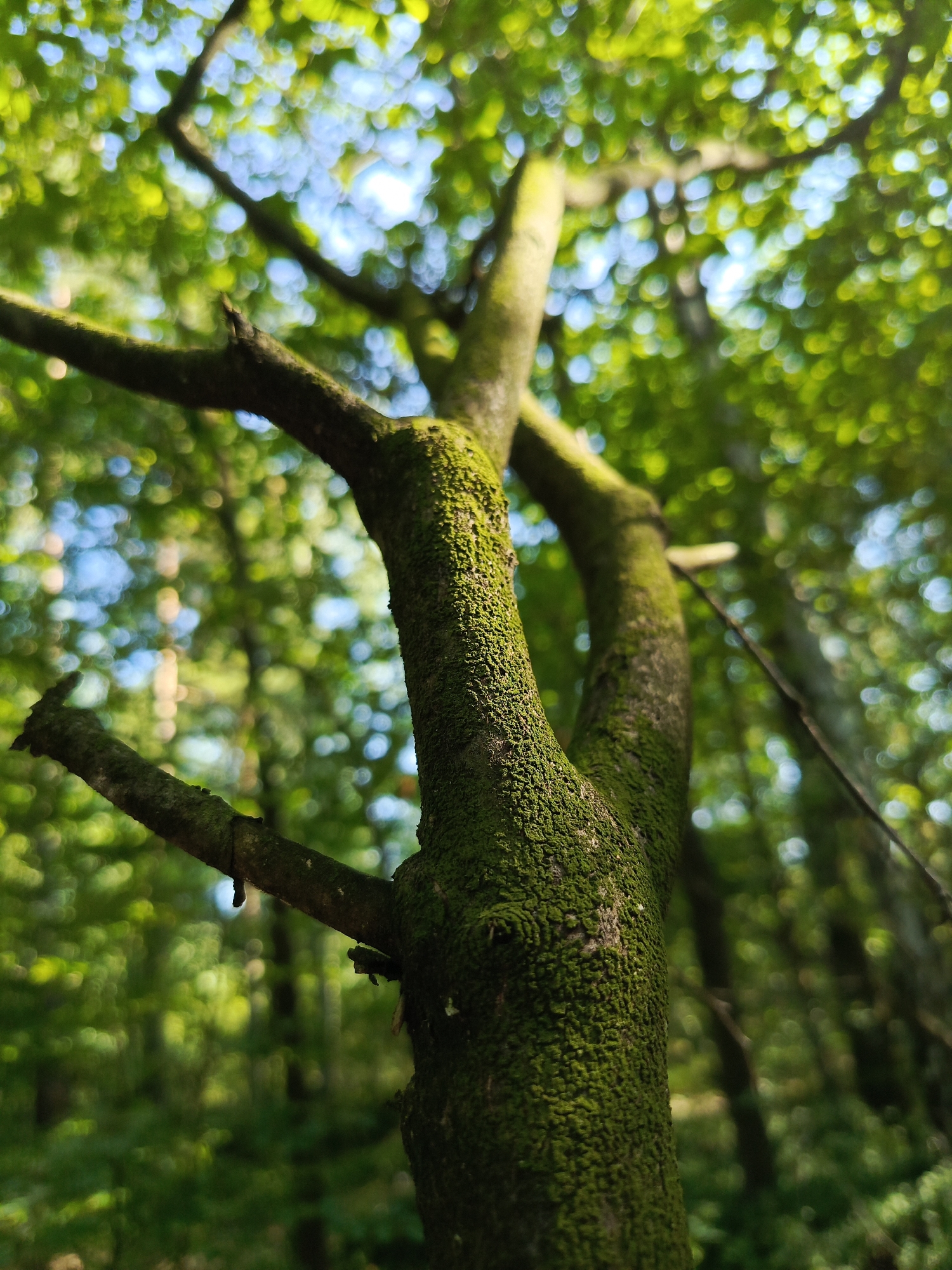 A close-up shot focuses on a thick tree branch covered in vibrant green moss. The branch forks into two, with one section extending to the left and the other curving upwards and to the right. The texture of the moss is detailed and appears slightly bumpy. The background is a blur of green foliage and patches of bright blue sky, suggesting an outdoor setting in a forest or park. The image was taken in Kruszyn, Poland.