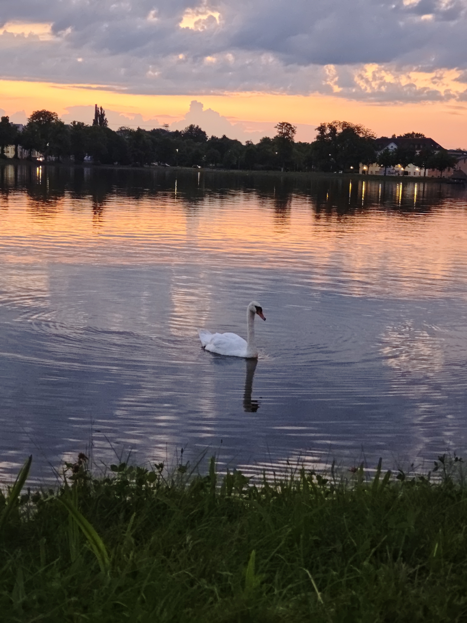 The image depicts a serene sunset scene over a body of water, likely the Schweriner See in Schwerin, Germany, given the presence of a typical European lakeside setting with trees and buildings along the distant shore. In the foreground, a white swan gracefully glides across the calm, dark blue water, its reflection shimmering beneath it. The water is rippled, creating patterns of light and shadow. The background features a picturesque sunset sky, painted with hues of orange, pink, and purple, interspersed with dramatic grey clouds. Silhouetted trees and buildings line the far bank, with lights from the structures reflecting on the water's surface. The very bottom of the image shows a patch of dark green grass, adding a touch of natural texture to the composition.