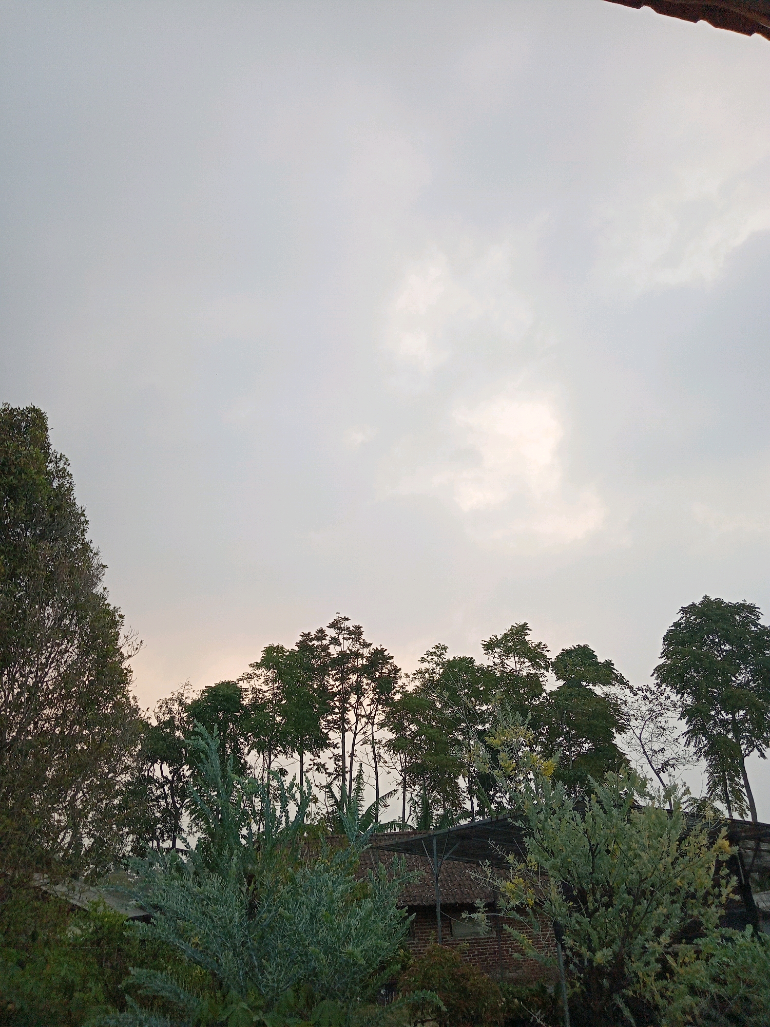 The image captures a view from a slightly elevated position, looking up towards a cloudy sky. In the foreground, there are various types of greenery, including a large, bushy plant with pale green, feathery leaves. Behind this plant, glimpses of a building with a tiled roof and brick walls are visible. Further back, a line of tall trees with dense foliage forms a silhouette against the sky. The sky itself is overcast with patches of brighter light, suggesting either dawn or dusk. The scene appears to be set in a natural or semi-rural environment, possibly a garden or the outskirts of a village in Claket, Indonesia. There are no people or animals visible in the image.