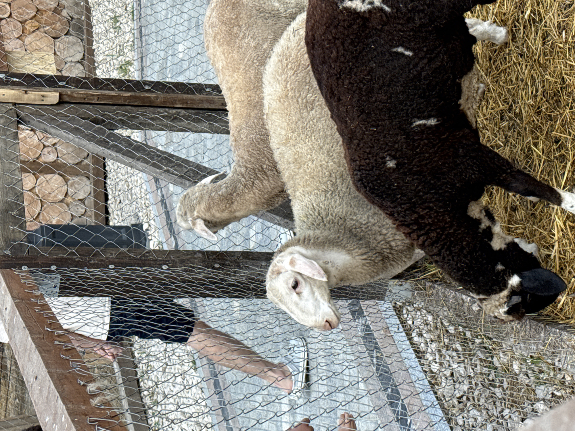 In an outdoor enclosure with a gravel and straw-covered ground, a person wearing a white t-shirt and dark shorts stands behind a wire fence. The person's legs and feet are visible as they walk. Three sheep are inside the enclosure. The first sheep, closest to the viewer, is dark brown with white patches and is eating from the straw-covered ground. The second sheep, directly behind it, is light cream-colored with its head turned to the left. The third sheep, at the back of the enclosure, is also light cream-colored and its head is facing away from the camera. The fence is made of wood and wire mesh. In the background, there is a wooden structure made of stacked logs. The image appears to be taken during the day.