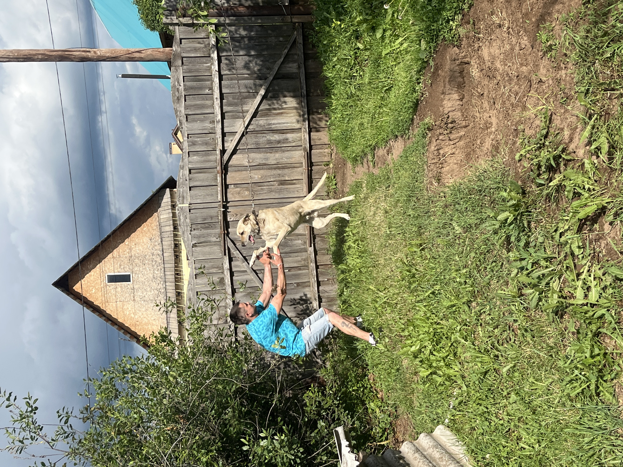 A man in a blue t-shirt and shorts is playing with a dog in a backyard. The man is holding the dog's front paws, and the dog is standing on its hind legs. The dog is tan and white. In the background, there is a wooden fence and a house. The house is under construction, with exposed wooden beams. The sky is cloudy. The scene appears to be in a rural area. The image is taken from a slightly elevated angle. The man has a tattoo on his left leg. The dog has a light-colored collar. The fence appears old and weathered. There is green grass and some dirt in the yard. A wooden pole is visible to the right of the fence. A portion of a blue roof is visible on the right side of the image. A large green bush is on the left side of the image.