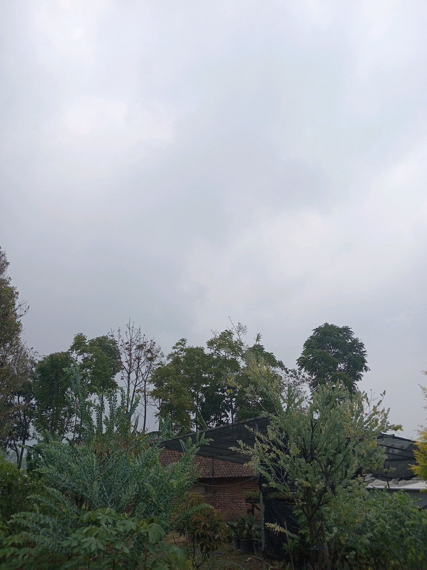 This is a photograph taken in Claket, Indonesia, under an overcast sky. The image features a dense canopy of various trees and shrubs, with the tops of some buildings, including a brick structure with a tiled roof and black mesh coverings, visible behind the foliage. The foreground is dominated by lush greenery, with a large, spiky, light-green shrub in the center. The background consists of more trees, some appearing bare with slender branches, and others full of leaves in shades of green and yellow. The overall atmosphere is subdued due to the cloudy weather.