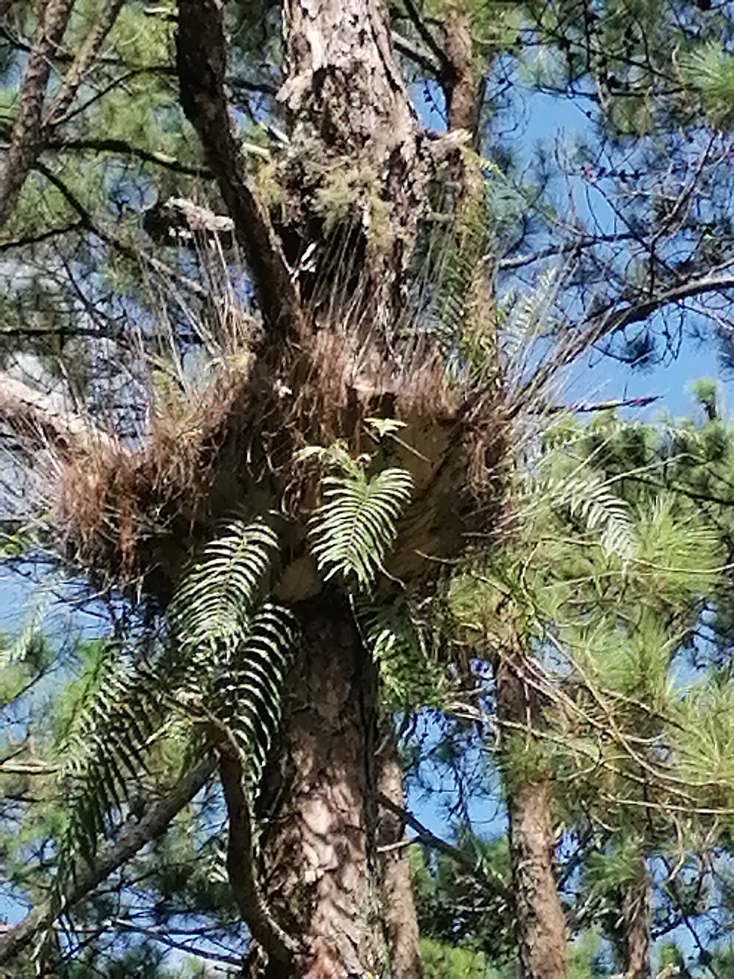 The image captures a close-up view of epiphytic ferns growing on a pine tree trunk in Da Lat, Vietnam. The ferns, characterized by their delicate, frond-like leaves, are attached to the rough bark of the tree, creating a natural, layered effect. The surrounding environment is dominated by the dense foliage of pine trees and a clear blue sky, suggesting an outdoor setting in a forested area. The lighting indicates a sunny day, with shadows playing on the textured surfaces of the tree bark and leaves. There are no people or animals visible in the image.