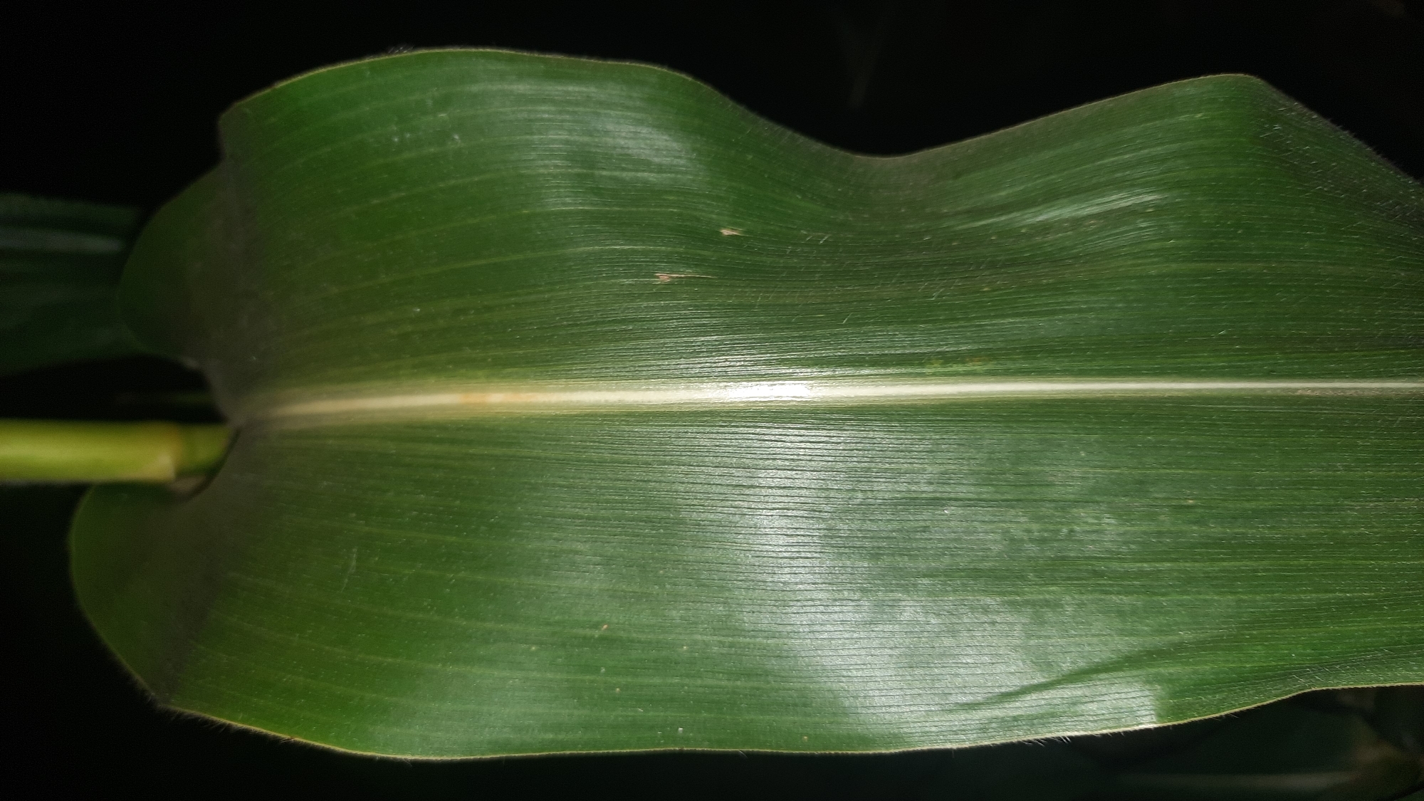 A close-up, dimly lit, horizontal shot captures a vibrant green corn leaf against a black background. The leaf is centrally positioned, with its prominent white midrib running vertically down its length. The surface of the leaf displays a textured, ribbed pattern, indicative of parallel venation. On the left edge, the leaf is lined with fine, light-colored hairs, while the right edge tapers and curves away. The stem of the corn plant is partially visible at the top, emerging from the base of the leaf. The overall impression is one of organic detail and texture, with the black background emphasizing the leaf's color and form.