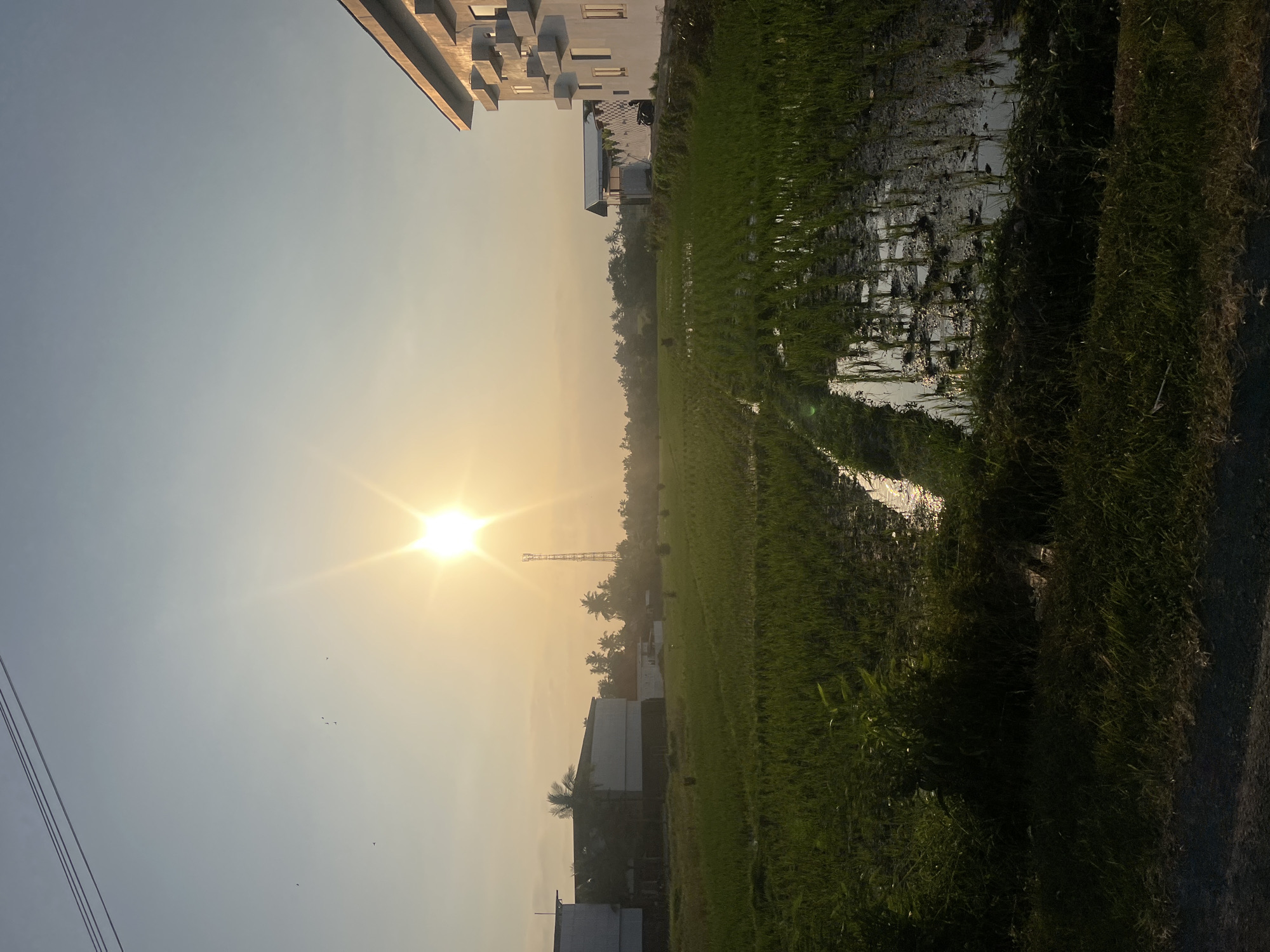 This is a wide-angle, eye-level shot of a rice paddy field at sunrise, likely in the outskirts of Kediri, Indonesia, given the presence of modern buildings and agricultural land. The sun is low on the horizon, casting a bright, starburst-like glare in the upper center of the frame, illuminating a hazy sky with a soft golden hue. Power lines are visible in the upper left corner, stretching diagonally across the sky.
In the mid-ground, a communications tower stands tall amidst a line of tropical trees. To the left, a long, white, two-story building with multiple windows runs horizontally, its architecture suggesting a commercial or institutional use. To the right, a more modern, multi-story building with a white facade features a unique, staggered window design with protruding concrete elements. The rice paddy in the foreground is a vibrant green, with young rice stalks growing in flooded sections that reflect the sky and sunlight. The water in the paddy creates a shimmering, uneven surface, highlighting the planting rows. The foreground is bordered by a dark, overgrown edge of grass and vegetation, leading down to a rough, dark-colored ground surface, possibly a dirt road or pathway. There are no people clearly visible in the image, though a few small, dark specks in the sky might be birds. A motorcycle is parked in front of the modern building on the right. The overall impression is one of rural development at the edge of an urbanizing area, captured during the tranquil early morning light.