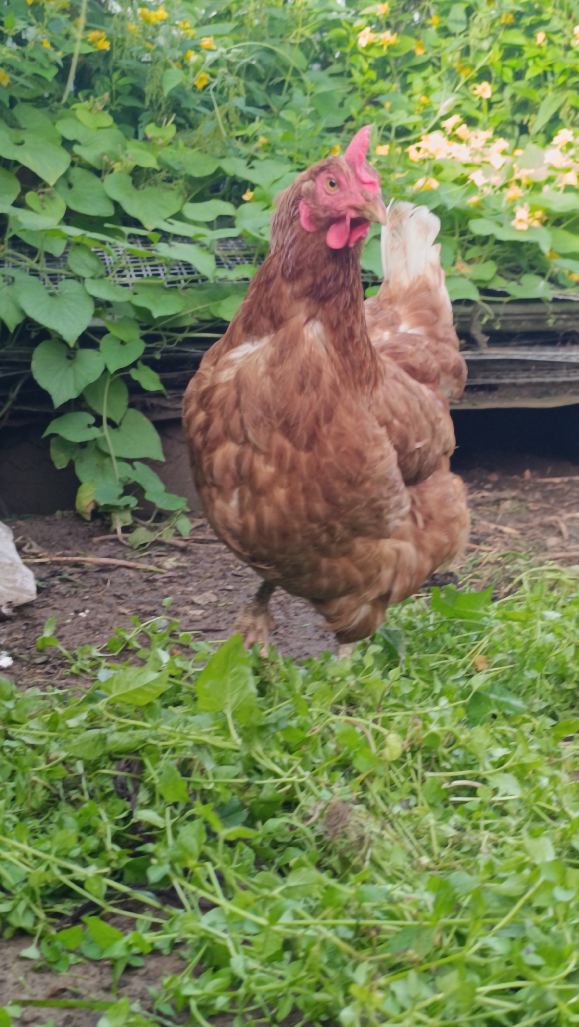 A brown hen stands in a garden with green plants and some yellow flowers in the background. The hen is facing the camera and appears to be looking directly at it. The ground is covered in dirt and grass. There is a white plastic bag on the left side of the image. The scene appears to be outdoors, possibly in a rural or suburban area.