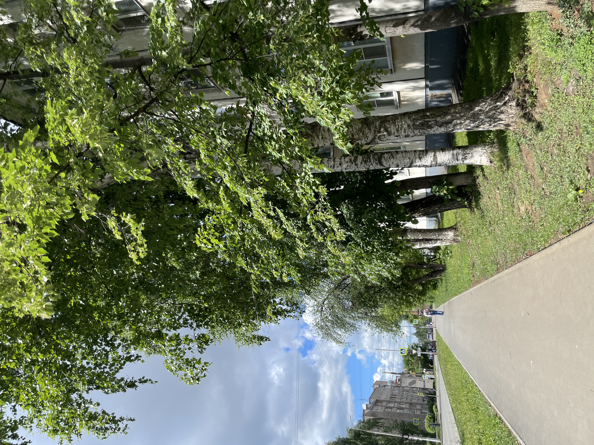 The image shows a street in Izhevsk, Russia. A wide sidewalk stretches along a row of birch trees that line the street. On the left side of the sidewalk, there is a grassy area, and beyond it, an apartment building. The trees have green leaves, forming a canopy over the sidewalk. In the distance, a person is walking on the sidewalk. On the right side of the sidewalk, there is grass. Across the street, there are buildings and street signs visible under a sky with a mix of clouds and patches of blue.