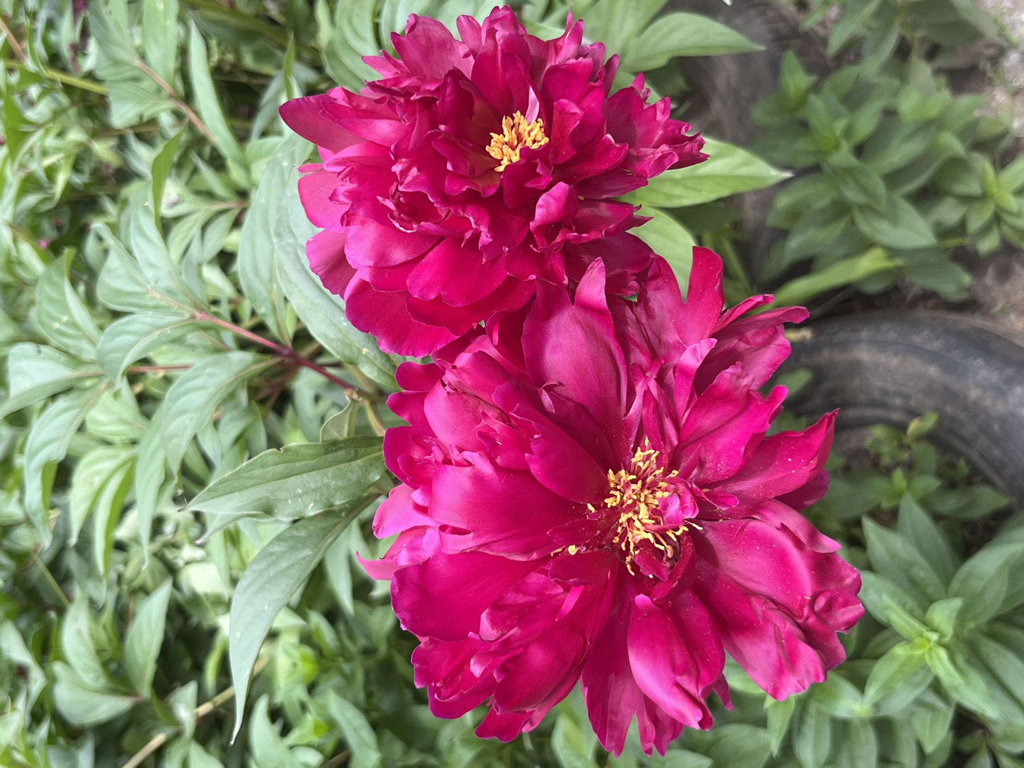 The image displays two vibrant magenta peonies in full bloom, observed in Kryvyi Rih, Ukraine. The primary subject is a large, unfurled peony dominating the left and central foreground, showcasing multiple layers of deep pink petals and a prominent cluster of bright yellow stamens at its center. To the right and slightly behind, a second peony, also in a similar fuchsia hue with visible yellow stamens, is partially visible. The background consists of dense, out-of-focus green foliage, characteristic of a garden setting, suggesting a healthy, cultivated environment. The leaves exhibit various shades of green. At the bottom left, a dark, cylindrical object is partially discernible against blurred ground cover. The scene is evenly lit by natural light, highlighting the rich color and texture of the flowers. No human or animal subjects are present.