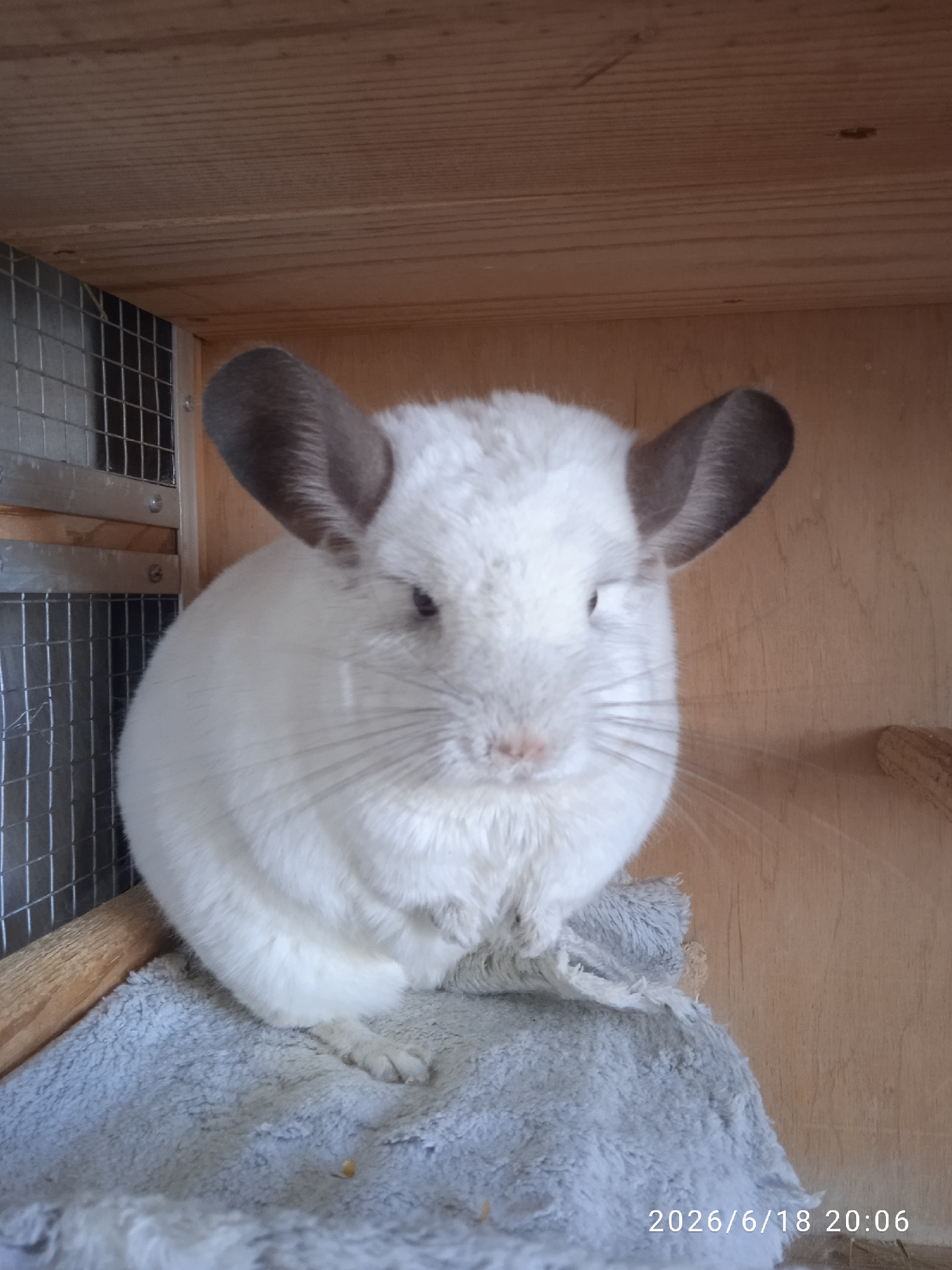A white chinchilla with large ears sits on a gray fuzzy surface within a wooden enclosure. The enclosure has a wire mesh panel on the left side. The background is made of wooden planks. A timestamp "2026/6/18 20:06" is visible in the lower right corner of the image. There are no people or interactions depicted. The image does not contain information about the city of Khmelnytskyi, Ukraine.