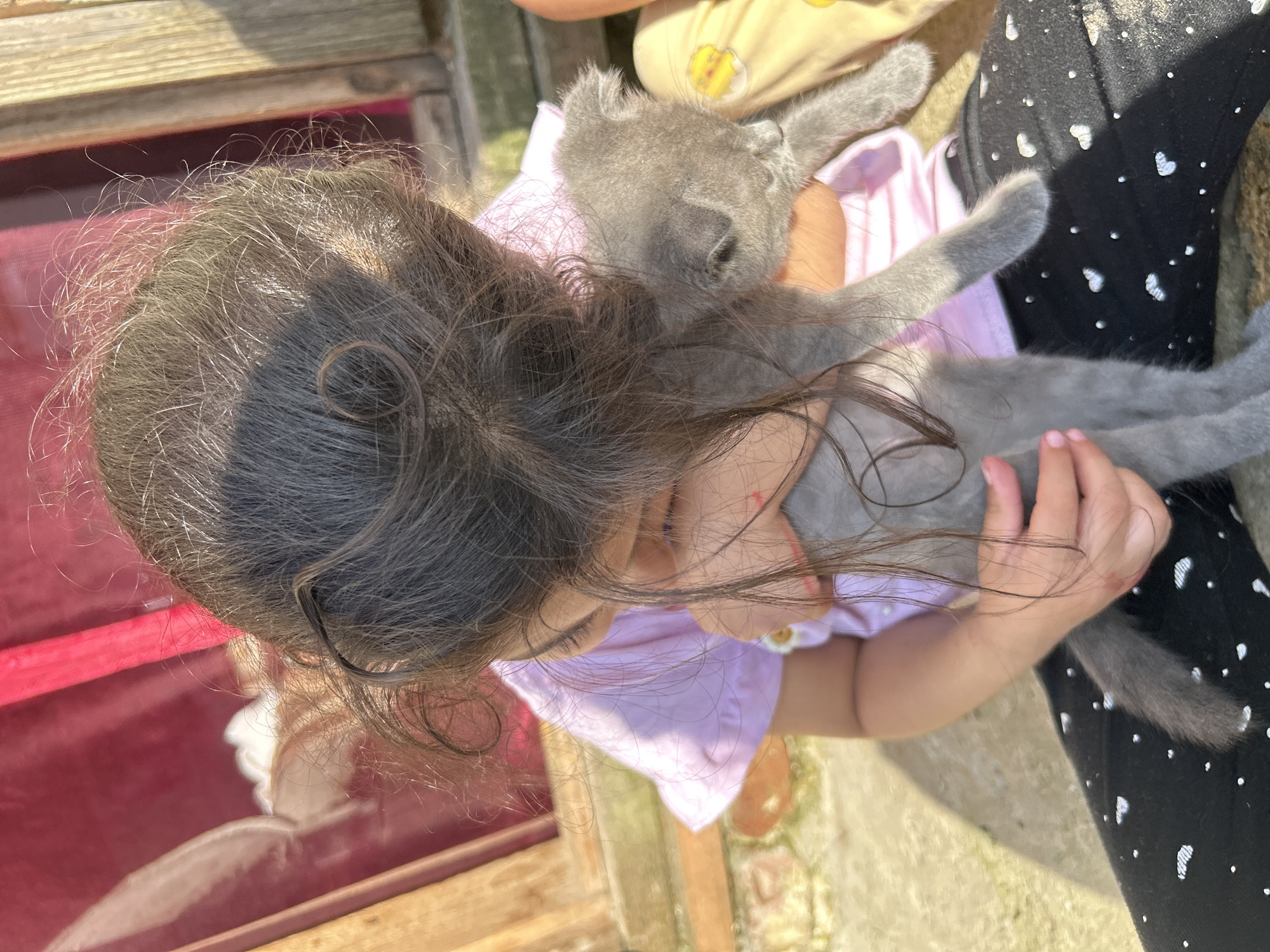 A young girl, with long dark hair covering her face, is holding a small, grey kitten outdoors. She is wearing a light purple t-shirt and black leggings with white polka dots. The kitten is nestled against her, with its head visible. The background shows a red fabric or curtain and a wooden fence or structure. The scene appears to be in a residential area. The location in Dondukovskaya, Russia, cannot be determined from the image alone.