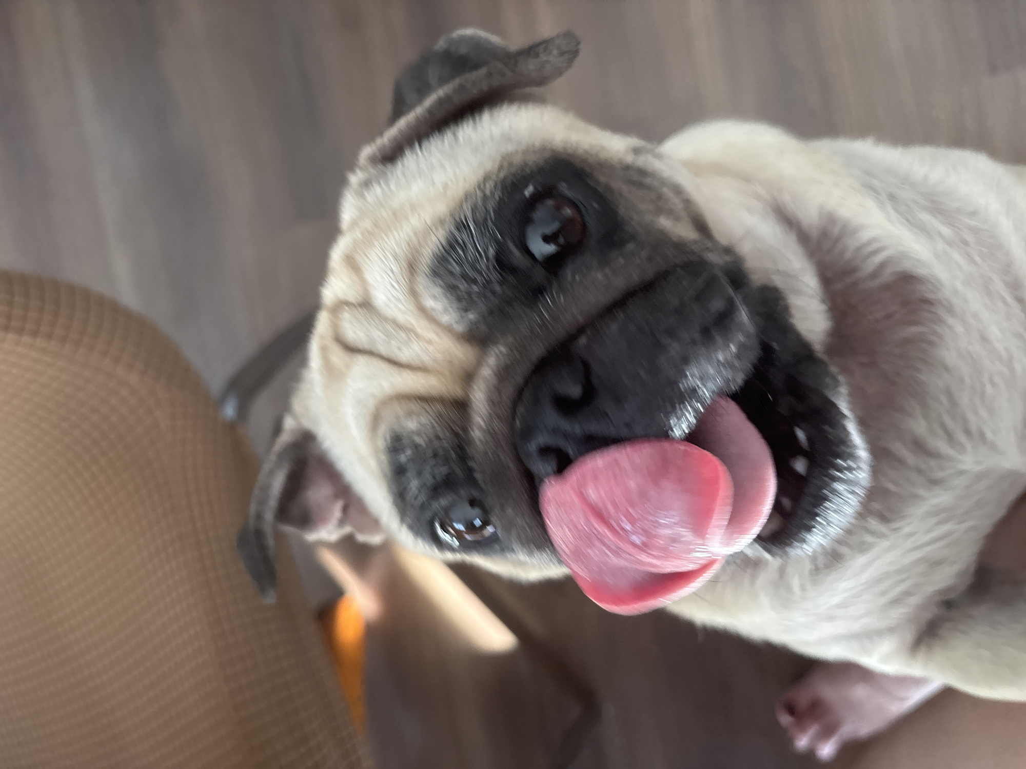 A pug with its tongue sticking out is the central subject of this close-up photograph. The pug's fur is a light fawn color with dark markings around its eyes and muzzle. Its eyes are dark and appear to be looking directly at the camera. The pug's tongue is a vibrant pink and is curled upwards, almost touching its nose. The background is blurred, but appears to be an indoor setting with wooden flooring and a hint of a chair in the upper left corner. There is also a small portion of a human leg and foot visible in the lower left of the frame. There is no indication of the location being Sochi, Russia.