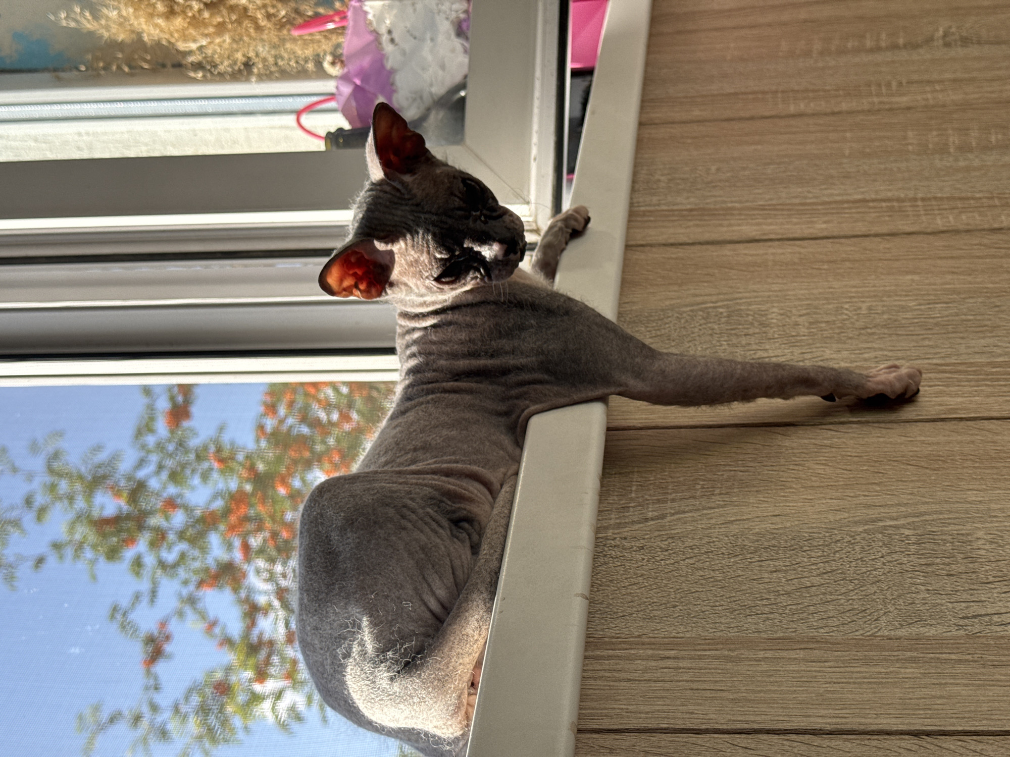 A Sphynx cat is lying on a windowsill, its body draped over the edge. The cat is a light gray color with visible wrinkles. Its hind legs are extended downwards, with one paw visible. The cat's head is turned to the right, looking down and slightly away from the camera. Sunlight is streaming in from a window to the left, illuminating the cat and casting shadows. Outside the window, a tree with orange berries is visible against a clear blue sky. In the background on the windowsill, several blurred objects, including a pink bag and some dried plant material, are present. The windowsill itself is white and sits on a light brown wooden paneling. The scene appears to be an interior setting looking out a window. This location is identified as Nezhinka, Russia.