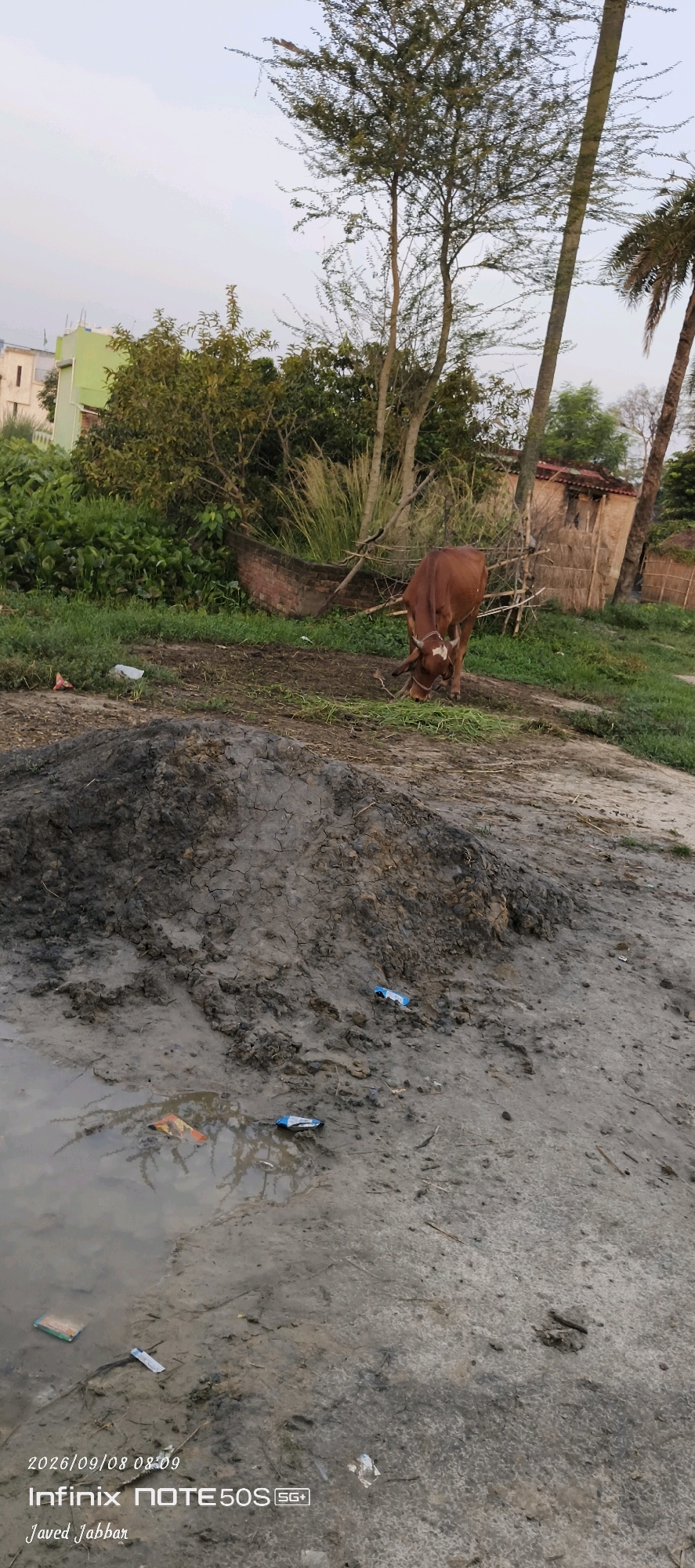 A brown cow with white markings on its face is grazing on grass in a rural area. The cow is standing in front of a muddy pile of dirt, with a body of water visible in the foreground. Behind the cow, there are trees, bushes, and a brick wall. A building with a green roof is visible in the background. The sky is overcast. The scene is likely in Bahera, India, given the inscription on the image. The presence of trash, including a plastic bottle and wrappers, suggests a lack of proper waste disposal in the area. The date and time stamp on the image indicates it was taken on September 8, 2026, at 8:09 AM.