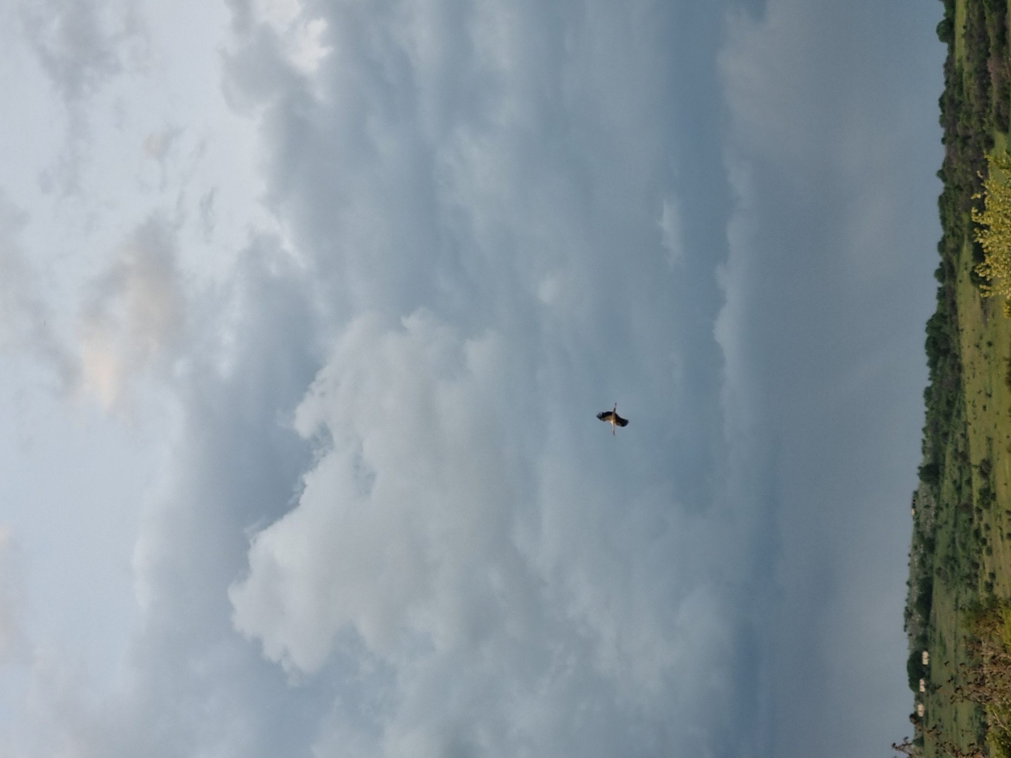 A view of the sky above Aldomirovtsi, Bulgaria, with a bird in flight. The sky is filled with gray clouds. On the right edge of the image is a strip of green vegetation with scattered shrubs.