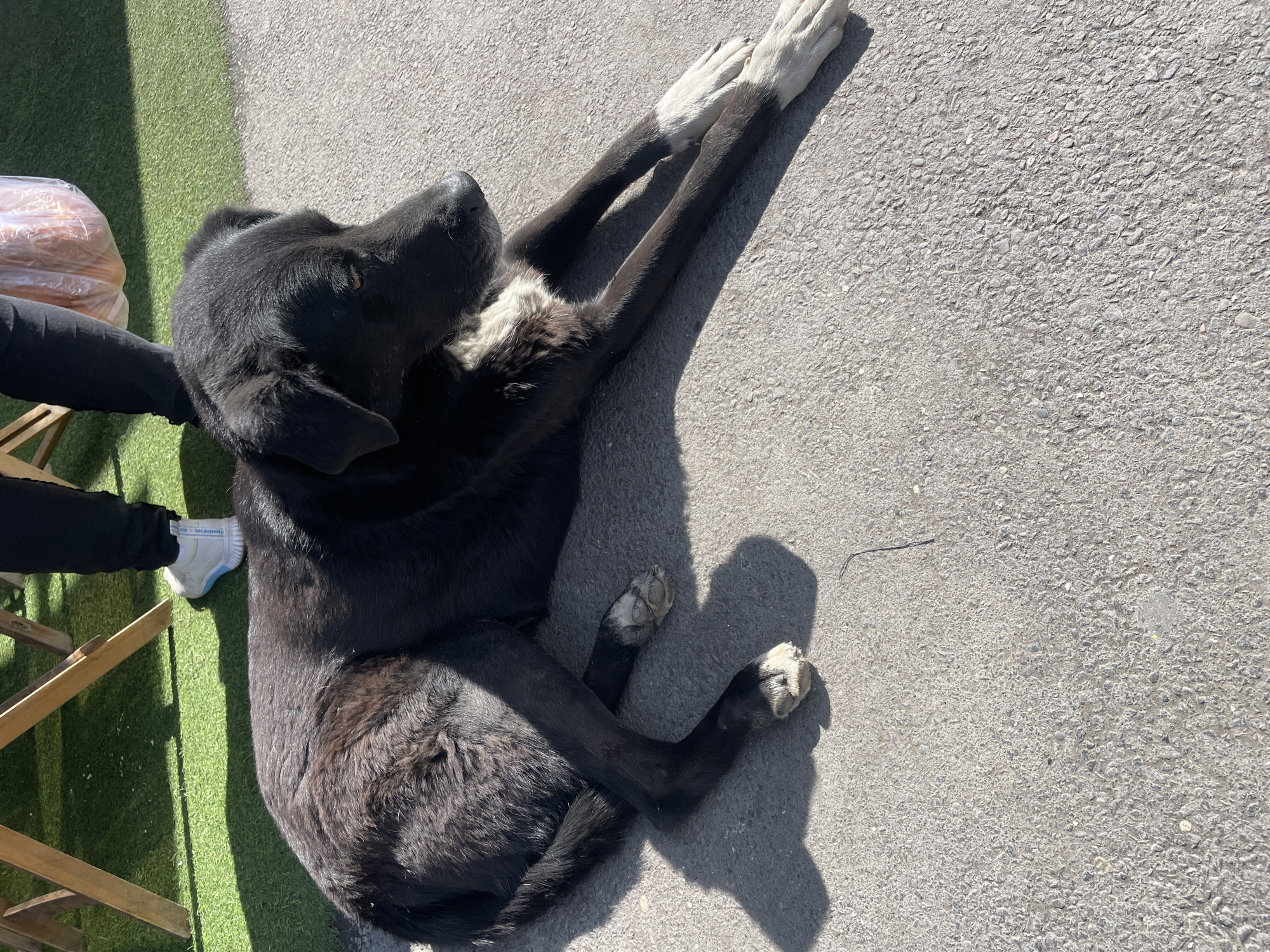 A medium-sized black dog with white paws and some white fur on its chest is lying on a gray asphalt surface, illuminated by sunlight. The dog is positioned diagonally, with its head near the top left and its rear paws near the bottom center of the frame. The dog's front legs are stretched out on the right side of the frame, perpendicular to its body, and they have white fur only on the paws. To the left of the dog, there is a section of green artificial grass, on which sits a wooden structure that could be a chair or table. A person wearing black pants and white sneakers stands next to the dog and the wooden structure, partly visible. In the far upper-left corner, a translucent bag containing round objects (possibly bread or pastries) is visible. The environment appears to be an outdoor, possibly urban, area. The specific location, Yerevan, Armenia, is only known from the user's prompt and is not discernible from the image itself.