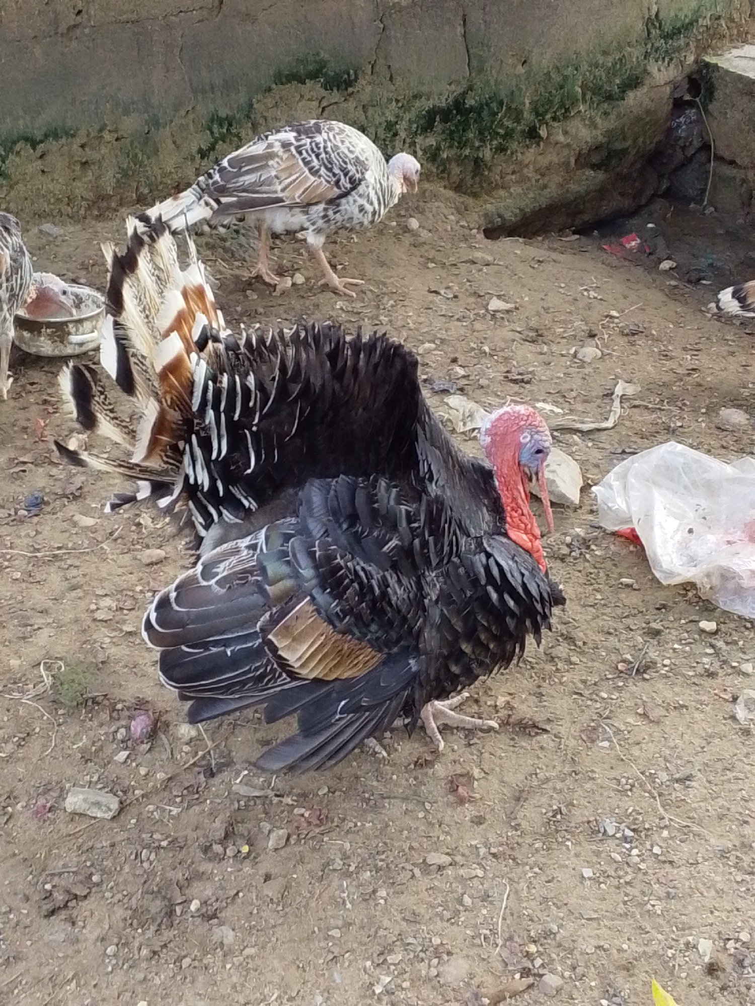 In Serti, Nigeria, a large, dark turkey with red and blue wattles stands on a dirt ground. Another turkey with brown and white patterned feathers is visible in the background, partially obscured by the foreground turkey's tail feathers. The ground is a mixture of dirt and small stones. A white plastic bag is present to the right of the foreground turkey. In the background, a rough, concrete wall with some green moss is visible.