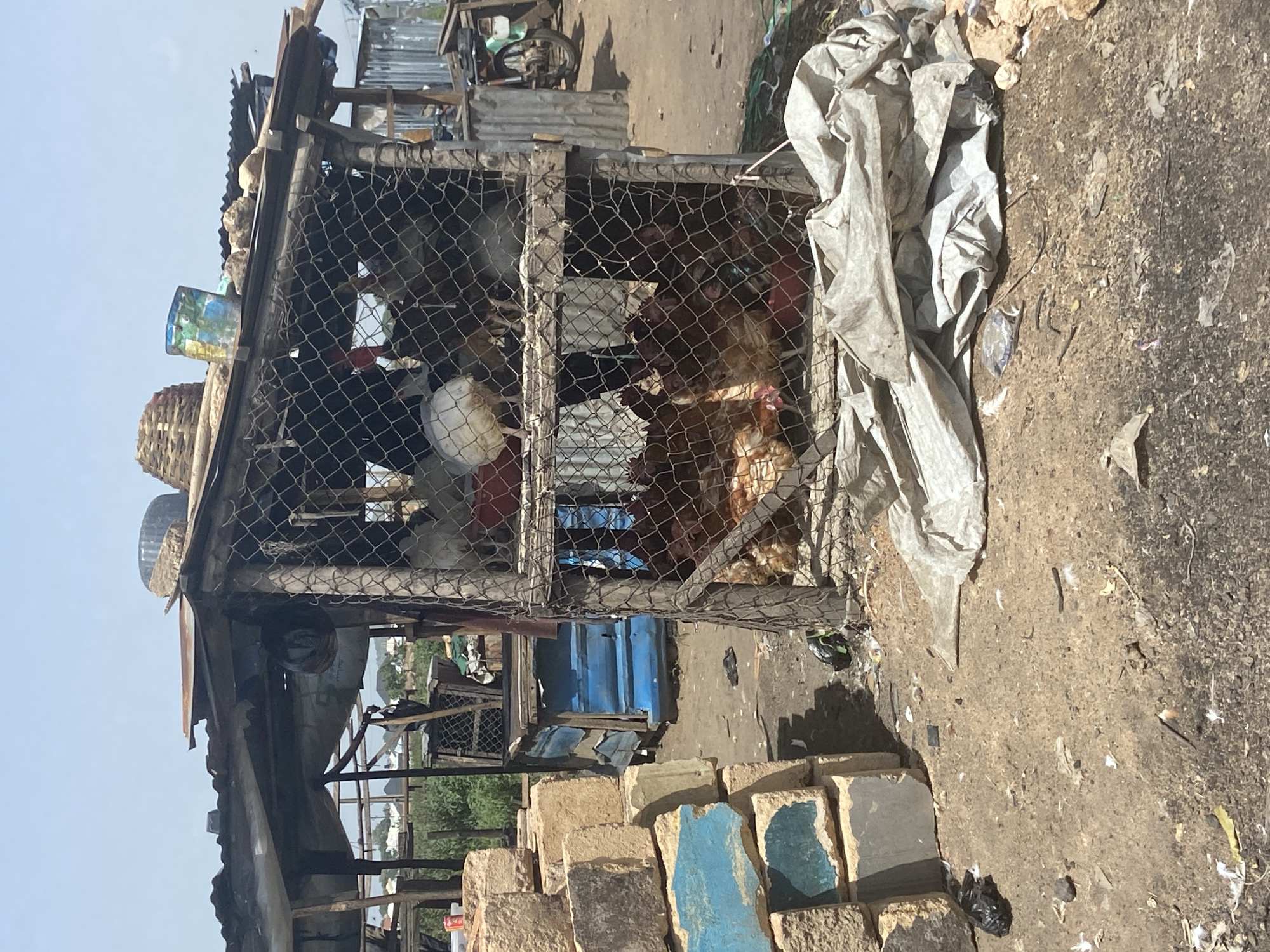 The media file shows a rustic outdoor scene, likely a market or a farm setting in Bukuru, Nigeria. The main subject is a makeshift enclosure constructed from wire mesh and wood, housing several chickens. The chickens appear to be a mix of brown and white, with some possibly being roosters due to their size and plumage. They are the primary focus of the image, seen through the fencing.
The enclosure itself is part of a larger, ramshackle structure made of corrugated metal, wood, and what appears to be salvaged materials. Above the chicken coop, there are various objects, including a blue bucket with colorful markings, and a woven basket. The ground surrounding the enclosure is dusty and uneven, littered with debris, including plastic sheeting, small stones, and what look like discarded feathers.
In the foreground, there are stacks of rough-hewn blocks, some with remnants of blue paint. These blocks suggest construction materials or perhaps a stall area within a market. In the background, more structures and clutter are visible, indicating a densely populated or busy area. The overall impression is one of a humble, working environment.
The lighting suggests it is daytime, possibly late morning or afternoon, with clear shadows indicating sunlight. The sky is visible and appears bright and clear. No specific event is depicted; rather, it's a snapshot of a scene. The mood is functional and unpretentious, reflecting the practical nature of the setting. There is no visible text in the image.