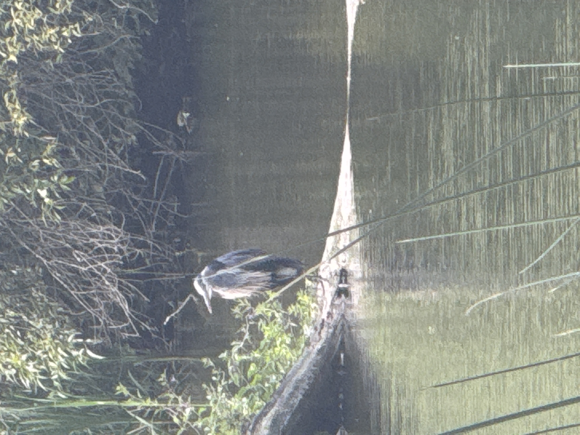 A Great Blue Heron stands on a fallen log in a shallow body of water. The bird is facing to the left and appears to be looking for prey. The log is partially submerged in the water, and the heron is standing on the dry portion of the log. The background consists of lush green foliage and trees. The water is calm and reflects the surrounding vegetation. The image appears to be taken on a sunny day, as evidenced by the bright lighting and reflections. The location is unknown, but the presence of abundant vegetation and water suggests a natural or park-like setting.