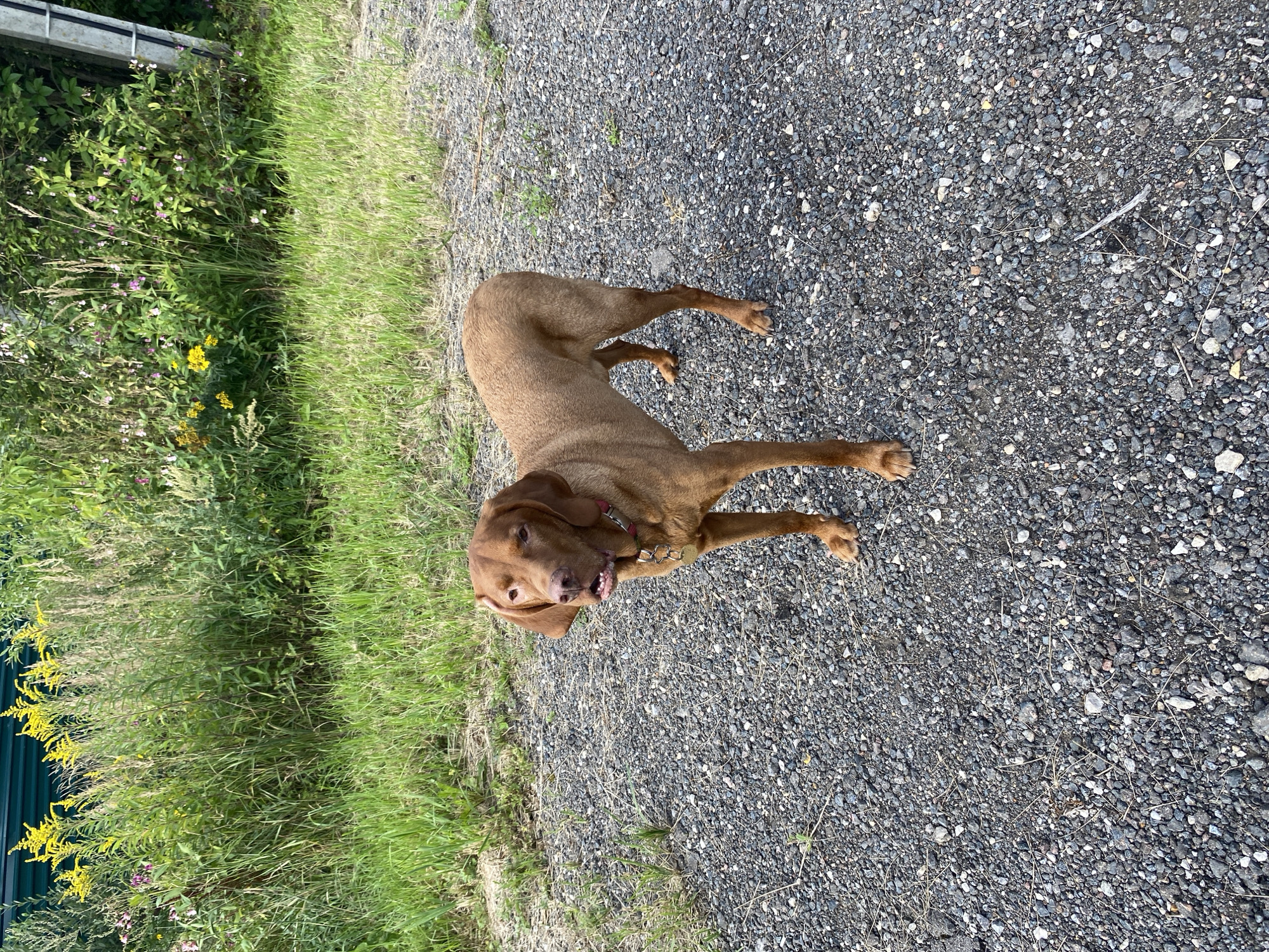 A medium shot captures a tan-colored Vizsla dog standing on a gravel path in front of a dense green foliage backdrop. The dog is facing slightly left of the camera, with its mouth open as if panting. It wears a red collar with a silver tag. The gravel path is composed of small, dark gray stones, with some dried grass and twigs scattered across it. The foliage behind the dog is lush and green, with tall grasses and some yellow and pink wildflowers. The lighting suggests it is daytime, possibly late afternoon, with the sun casting subtle shadows.