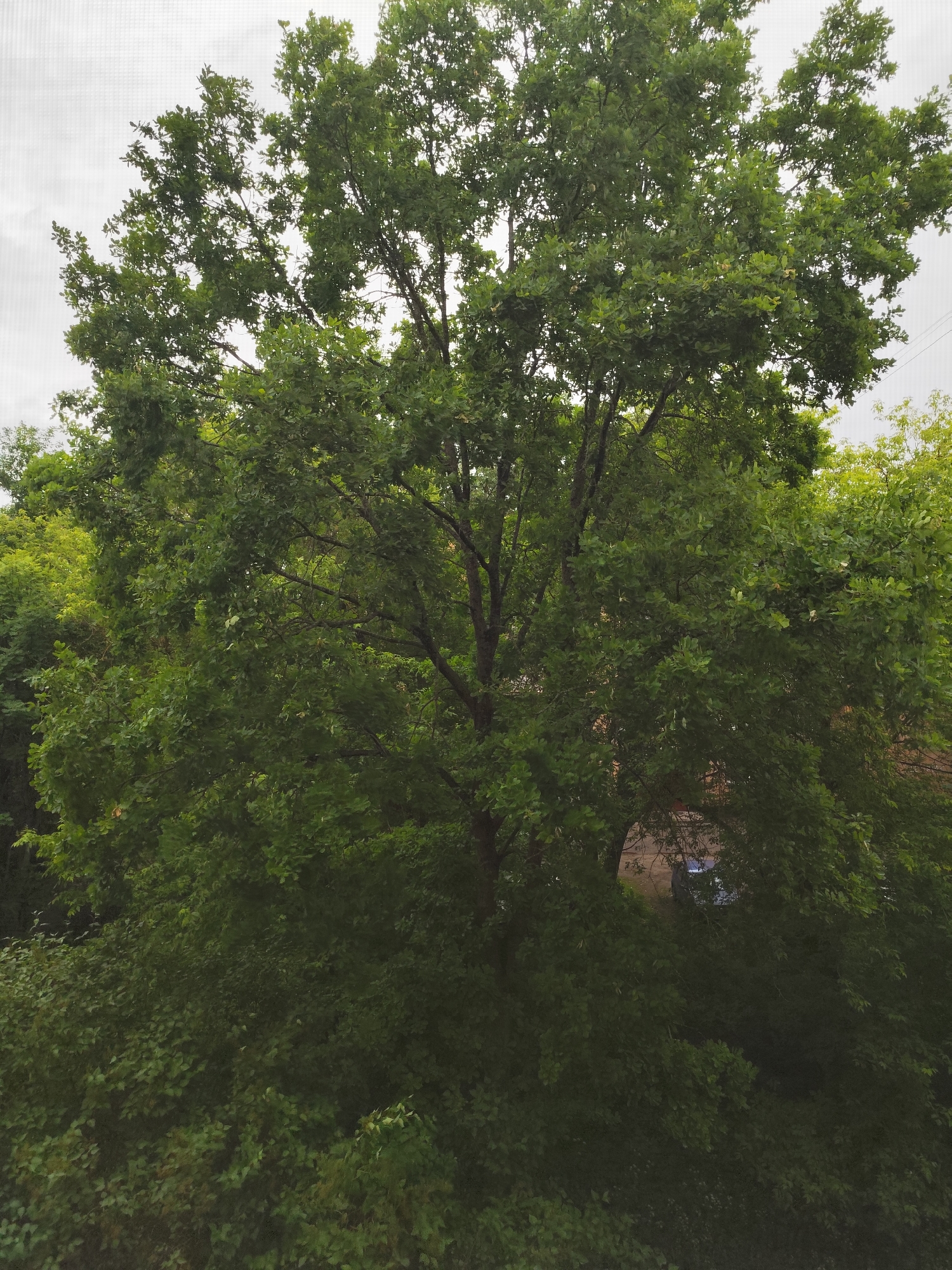 This media file depicts a large, mature oak tree dominating the frame, its dense green foliage filling the majority of the image. The tree is in full leaf, suggesting a summer or late spring setting. The background is obscured by the tree's branches and leaves, but glimpses of other trees with lighter green foliage can be seen on the left and right edges. Through a gap in the leaves of the main oak, a building with a reddish-brown roof is partially visible, along with a small section of a paved area and what appears to be a white vehicle. The sky is overcast, with a pale, diffused light that suggests a cloudy day. The overall impression is one of lush, natural growth in a suburban or semi-rural setting. There are no people or explicit activities visible. The image appears to have been taken from an elevated perspective, looking down and into the tree canopy. The location context of Syasstroy, Russia, places this scene within a northern climate, consistent with the appearance of deciduous trees in full summer foliage.
