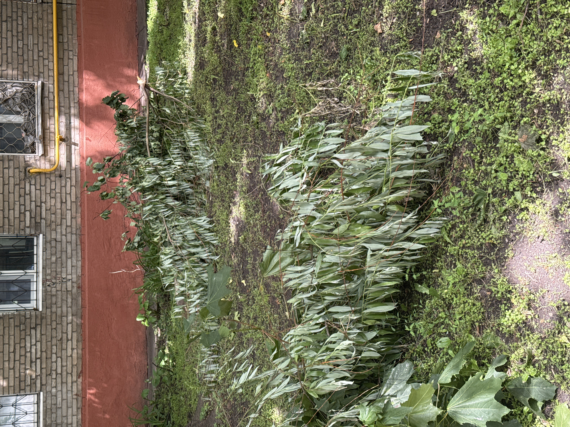 A fallen tree branch with green leaves lies on the ground in front of a brick building. The building has a red-painted lower section and windows with metal grates. A yellow pipe runs horizontally along the building above the red section. The ground is covered with green grass and dark soil, with some scattered leaves and debris. The scene appears to be an outdoor urban environment, possibly in Moscow, Russia, based on architectural style and the presence of the yellow pipe which is common on buildings in Russia. There are no people visible in the image.