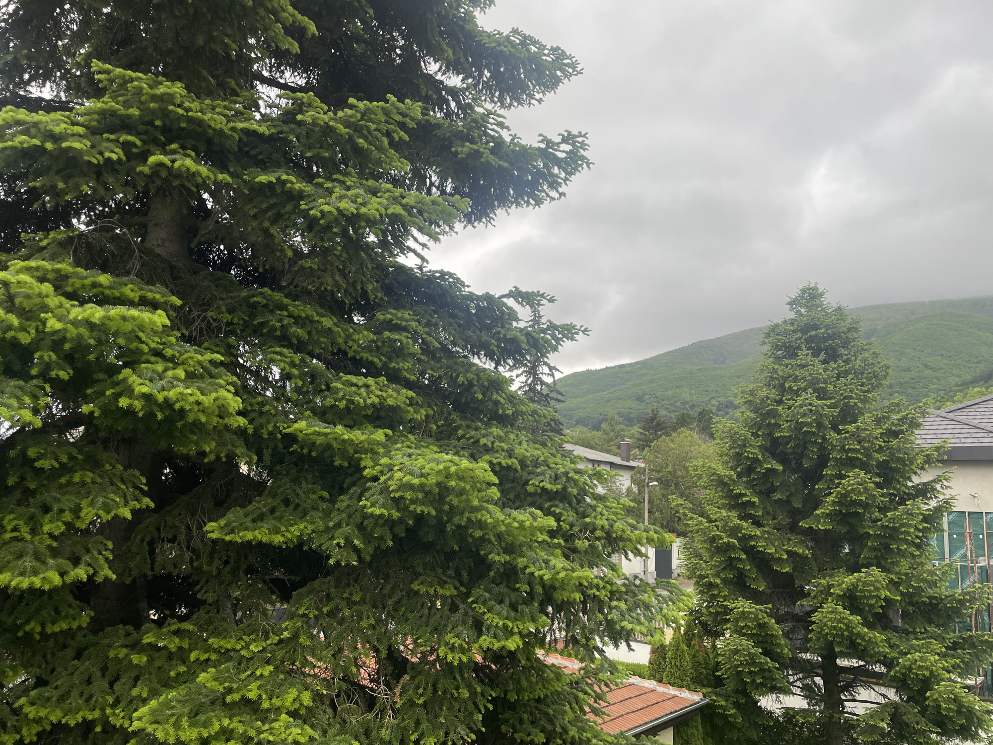 The image captures a view from an elevated position in an urban environment. Dominating the foreground is a large evergreen tree with dense, green foliage. Adjacent to it is a smaller, similar tree. In the midground, residential buildings are visible, characterized by white facades and roofs with reddish-brown tiles. Behind the buildings, a backdrop of a tree-covered mountain slope under a cloudy sky is seen. The overall setting suggests a residential area surrounded by greenery and in close proximity to natural landscapes.