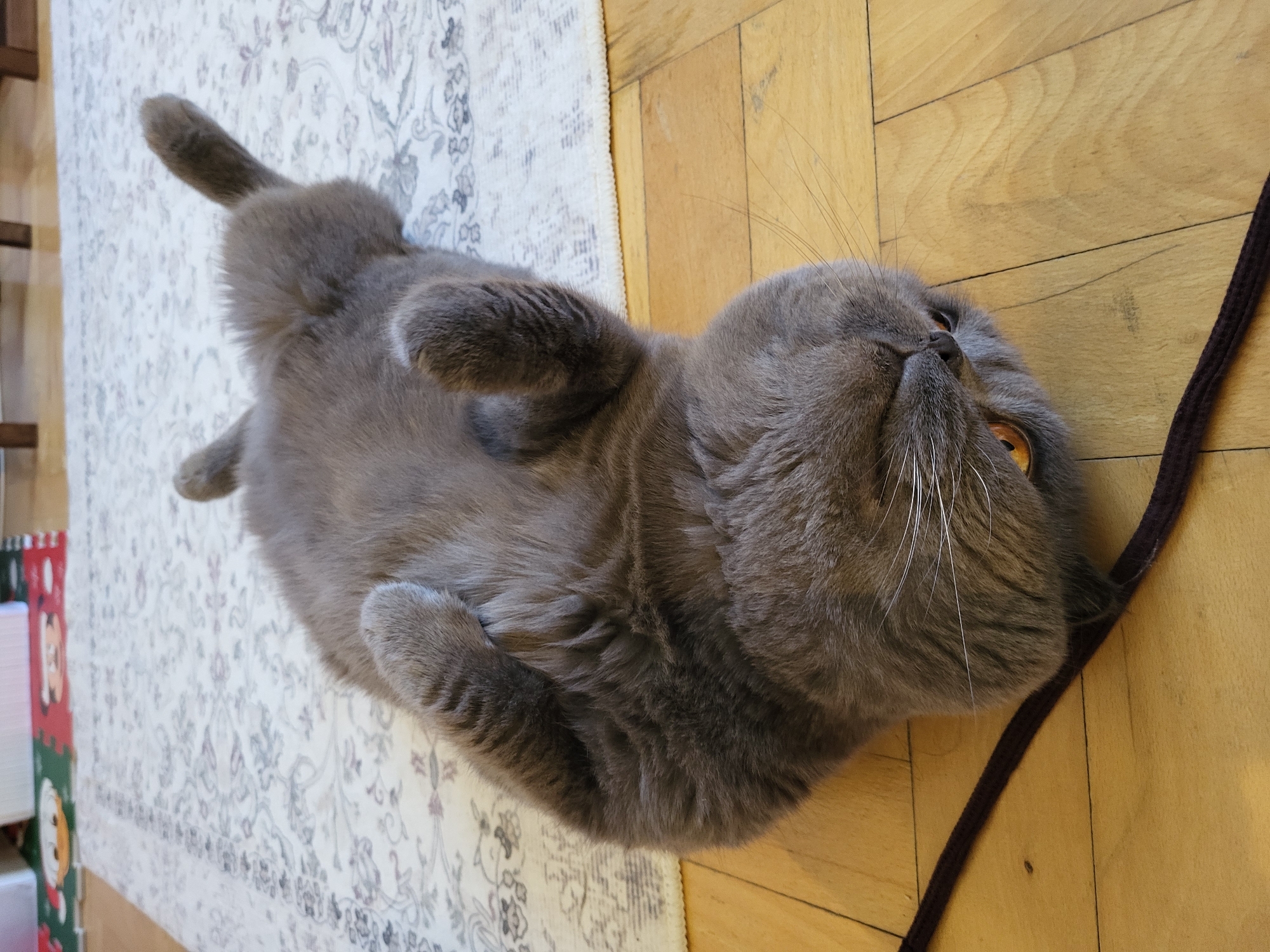 A gray, short-haired cat lies on its back on a wooden floor with a patterned rug on the left and a dark brown cord on the right. The cat has orange eyes and is looking slightly up. The location is Unknown, Unknown.
