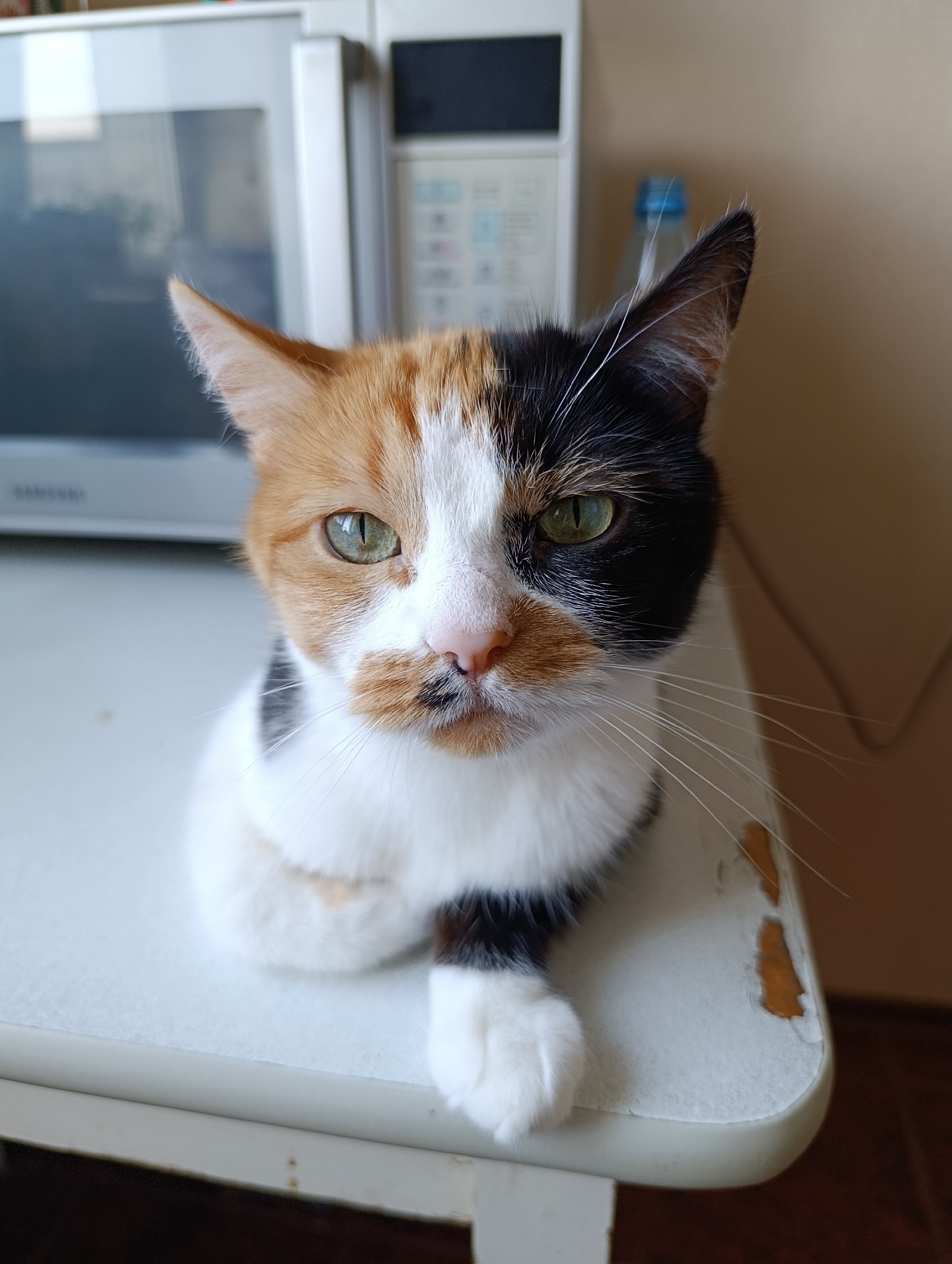 A calico cat with green eyes sits on a white table in front of a microwave. The cat's fur is a mix of orange, black, and white. The table has several chipped areas. The background is a blurred image of a wall and a bottle of water. The scene is indoors, likely in a domestic setting. There is no indication of the location being in Alexandrov, Russia.