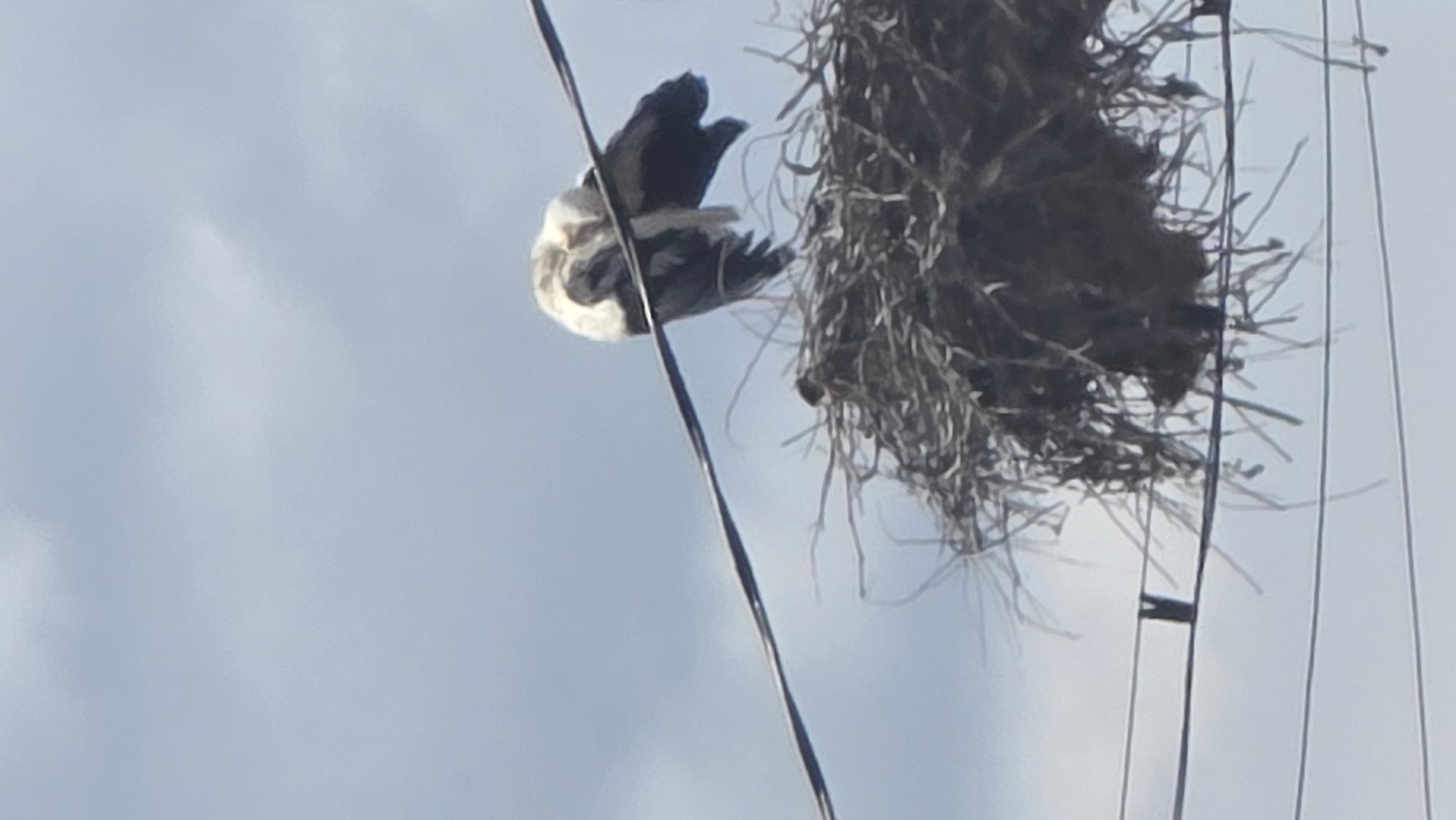 A bird is perched near a bird nest on a power line against a sky with some clouds. It's difficult to discern the exact location in Blagoevgrad, Bulgaria without further contextual information.