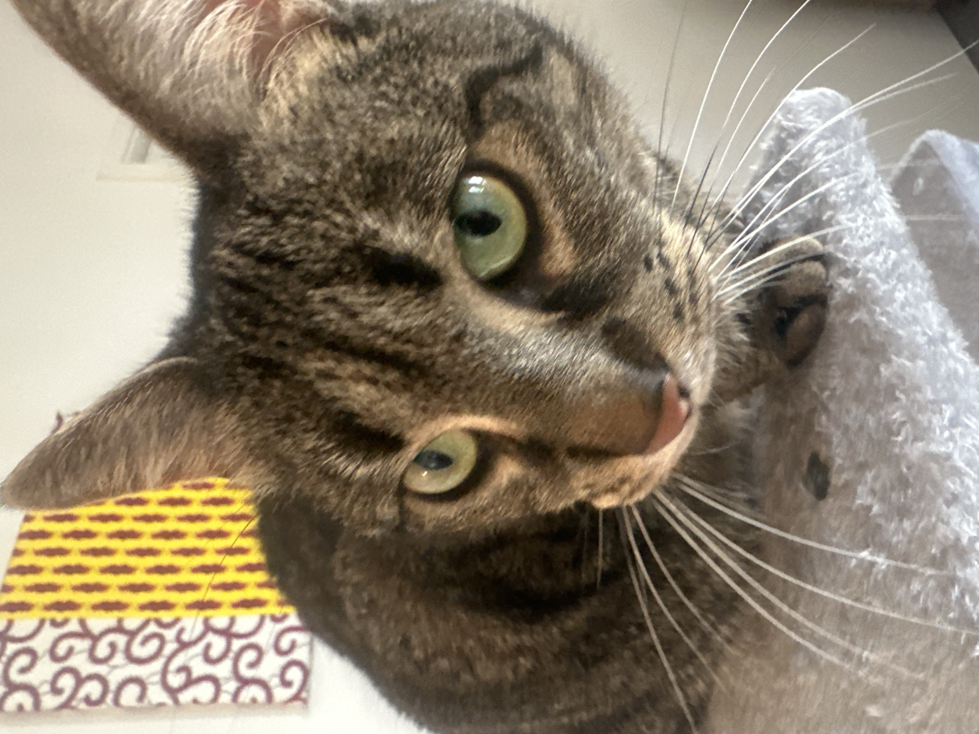 A close-up, slightly tilted, eye-level shot features a brown tabby cat with green eyes. The cat is looking at the camera with a curious expression. Its pink nose and white whiskers are clearly visible. In the background, there is a textured gray surface and a yellow and burgundy patterned object. The location in the city of Châtenay-Malabry, France is unknown.