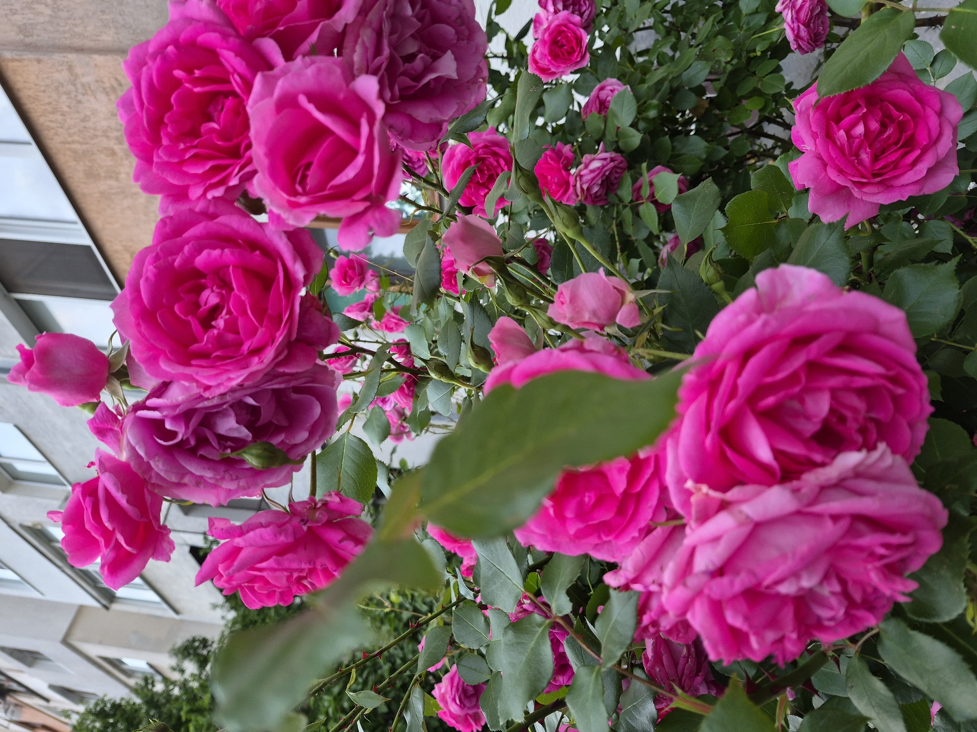 The image depicts a dense bush of fuchsia and pink roses in full bloom, positioned in the foreground and midground. Numerous blossoms, ranging from fully open to tight buds, are visible among dark green foliage. Several rose stems exhibit prominent thorns. A single out-of-focus green leaf partially obscures the lower left foreground.
In the background, a multi-story urban building with a light-colored facade (off-white to light grey) is visible. Multiple rectangular windows with dark frames are present across its surface, some reflecting the overcast sky. A section of the building mid-level appears to have a slightly yellowish-brown hue. The architectural style suggests a residential structure typical of urban areas in Eastern Europe. The scene is located in the city of Sofia, Bulgaria, during daylight hours, with soft, diffused lighting. No individuals are present in the frame.
