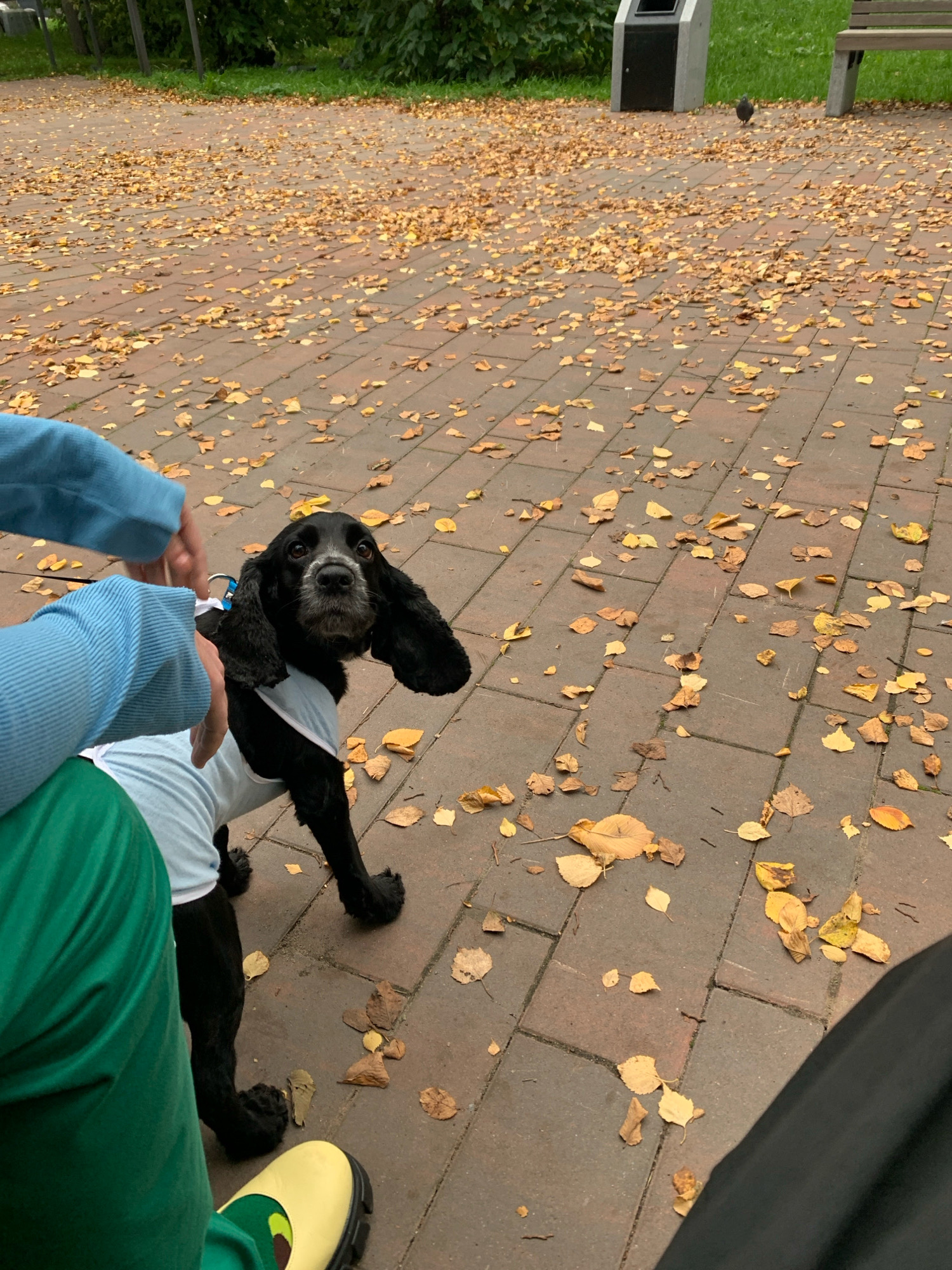 A black dog wearing a white vest is standing on a paved walkway covered in fallen yellow and brown leaves. The dog's ears are long and floppy, and it is looking towards the camera with its tongue slightly out. In the foreground, a person wearing a blue long-sleeved shirt and green pants is partially visible, with their hands reaching towards the dog. A yellow shoe with a black sole is visible on the person's foot. In the background, a trash can and a wooden bench are situated on a grassy area, with trees behind them. A pigeon is standing on the walkway in the distance. The scene appears to be in a park in the city of Arkhangelsk, Russia, during autumn.