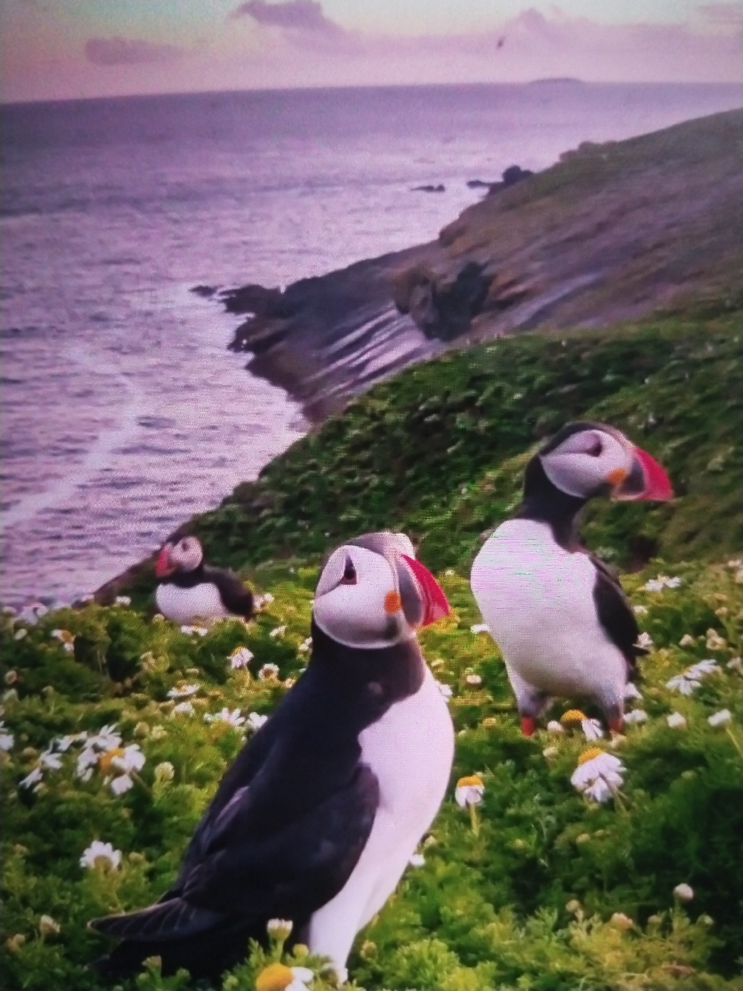 The image depicts a scenic coastal landscape with three puffins. Two puffins are in the foreground, and one is further back on a grassy slope dotted with small white flowers. The sea is visible in the background, with a rocky coastline to the right. The lighting suggests it may be dawn or dusk, with a soft, diffused light and a purple hue to the sky and water. The puffins are characterized by their black and white plumage and distinctive colorful beaks. The environment appears natural and wild, with no man-made structures or urban elements visible. The image does not contain any information that would place it in Ötegen batyr, Kazakhstan.