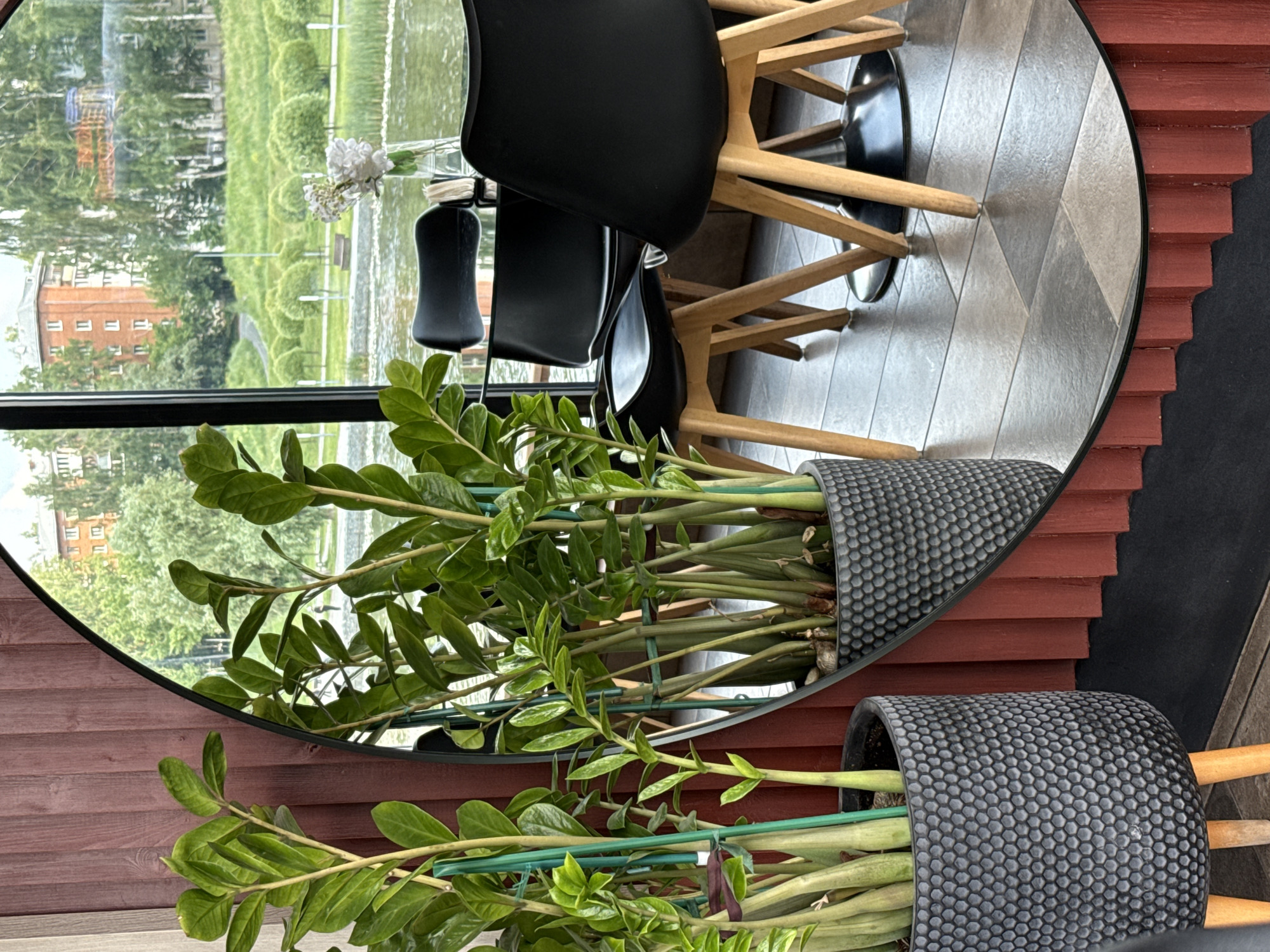 The image captures an interior scene inside a cafe or restaurant in Votkinsk, Russia, overlooking a waterfront park. In the foreground, to the left, is a large potted ZZ plant in a textured gray pot with wooden legs. To the right, a large oval mirror reflects the interior and the exterior view. The mirror shows two black chairs with wooden legs around a glass-topped table. On the table, a vase with white flowers and a stack of white napkins are visible. The exterior reflection reveals a body of water, a grassy park with manicured bushes, trees, and buildings in the background. The interior wall behind the potted plant is covered in red vertical wood paneling. The floor is tiled in a pattern of beige and gray rectangular tiles. The overall impression is of a bright and airy dining space with a view of a scenic outdoor area.