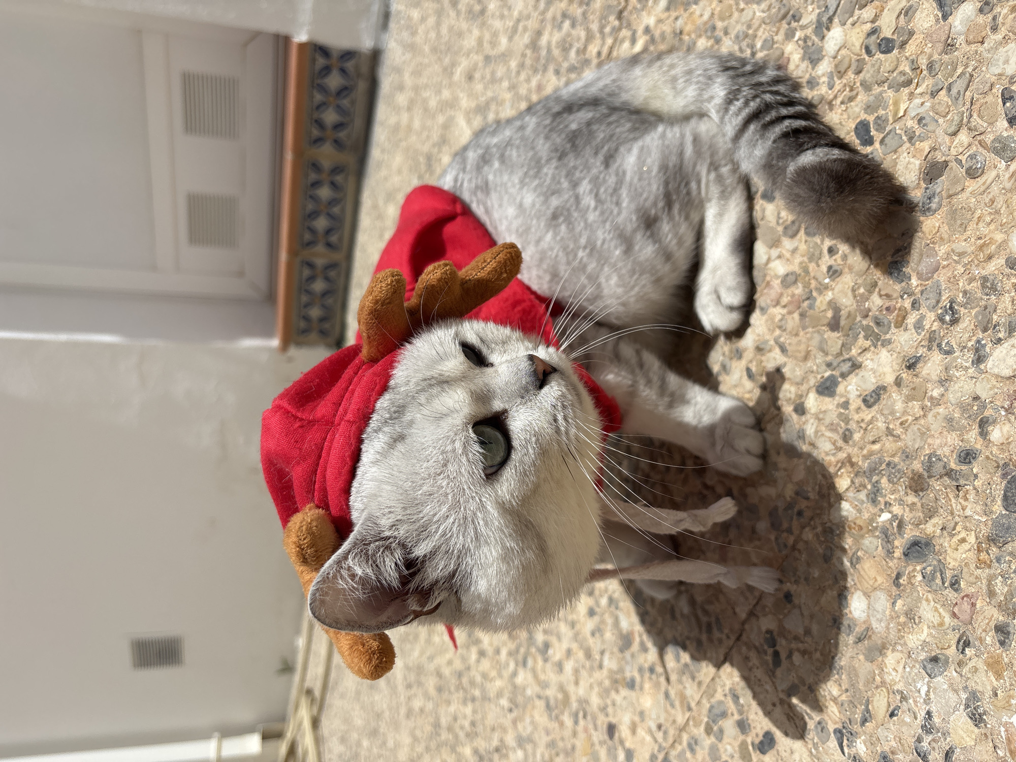 A light gray shorthair cat with green eyes wears a red reindeer costume and sits on a stone patio in front of a white building. The cat's ears are covered by the costume, which has brown plush antlers. The background shows a white building with a white door and windows. The patio is made of small, light-colored stones with darker speckles. The lighting suggests it is daytime, with shadows cast by the cat. There is no indication of the specific location within Orihuela, Spain.