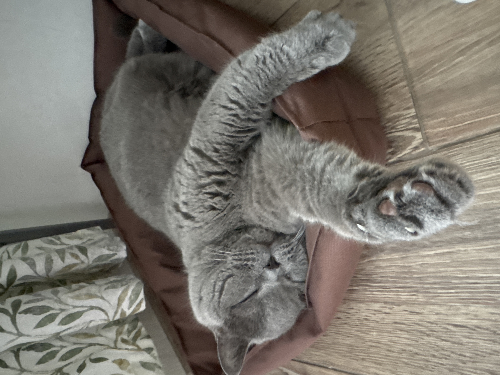 A gray cat is sleeping in a brown cat bed on a wooden floor. The cat is curled up with its eyes closed and its paws extended. In the background, there is a curtain with a green leaf pattern. The scene is likely indoors, possibly in a home in Sovkhoz imeni Lenina, Russia.