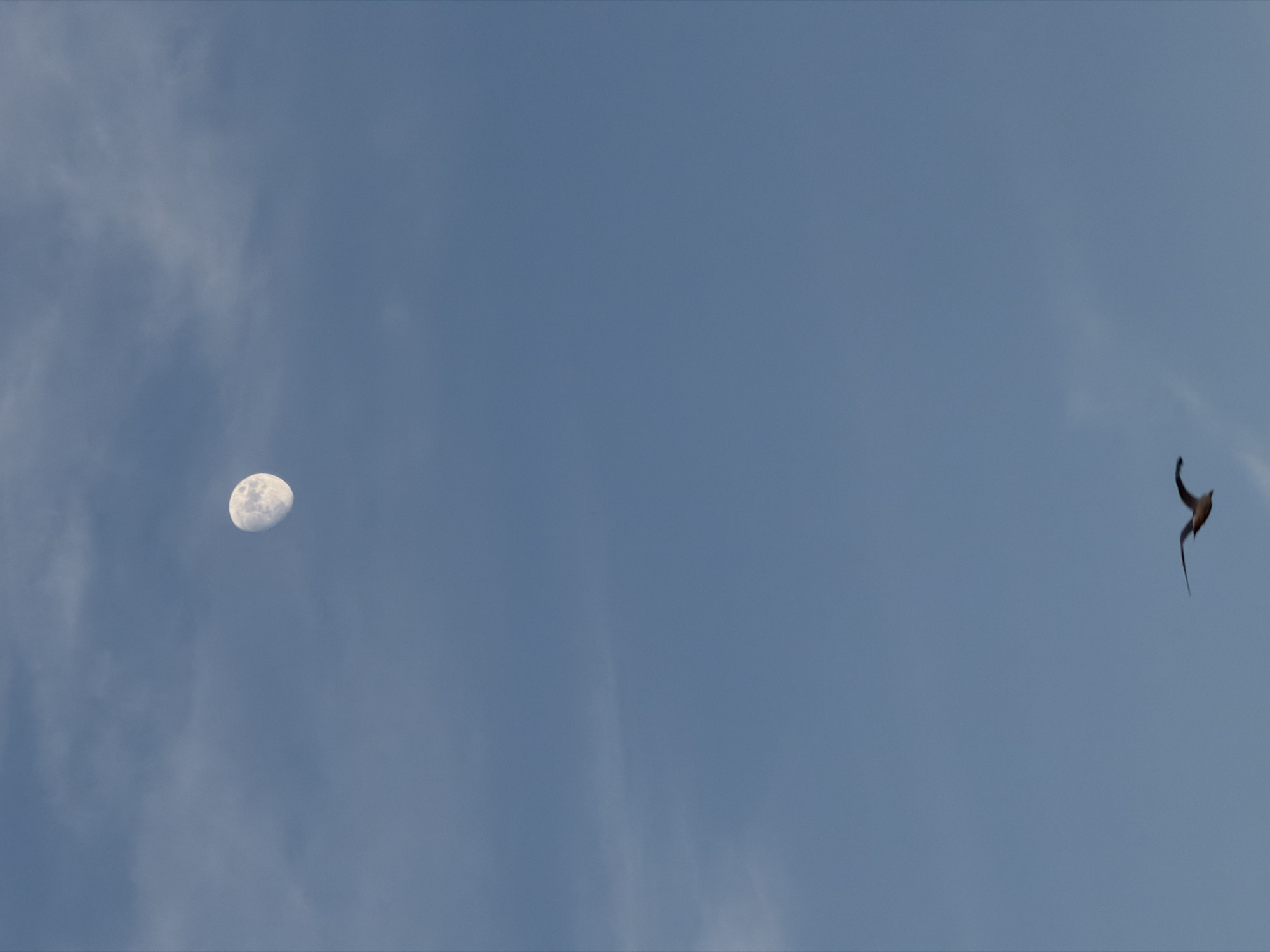 The image captures a clear blue sky with wispy white clouds. In the upper left portion of the frame, a portion of the moon is visible, appearing bright and textured. To the right and further up, a bird is captured mid-flight, with its wings spread and its tail feathers trailing. The bird is silhouetted against the sky, making its exact species difficult to determine, but its posture suggests it is in active motion. The lighting indicates it is daytime, possibly late afternoon or early morning given the presence of the moon. The scene is a natural outdoor environment, likely taking place in Grao, Spain, as suggested by the location context. No text is visible in the image.