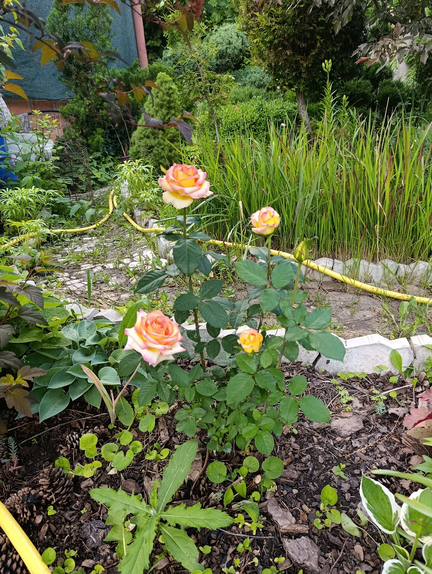 The image depicts a backyard garden in Bratske, Ukraine, on a sunny day. The foreground is dominated by a rose bush with several peach and yellow roses in bloom, along with a single unopened bud. The roses are vibrant and healthy, with lush green leaves. Surrounding the rose bush are various other plants and ground cover, including hostas with broad, variegated leaves, and a patch of small, round-leafed plants. Pinecones and mulch are scattered on the dark soil. In the background, a yellow garden hose snakes across a path made of light-colored, uneven stones. Beyond the path, tall green grasses and various bushes and trees create a dense, green backdrop. A light-colored concrete border separates the garden bed from the grassy area. The overall impression is one of a well-maintained, flourishing garden.