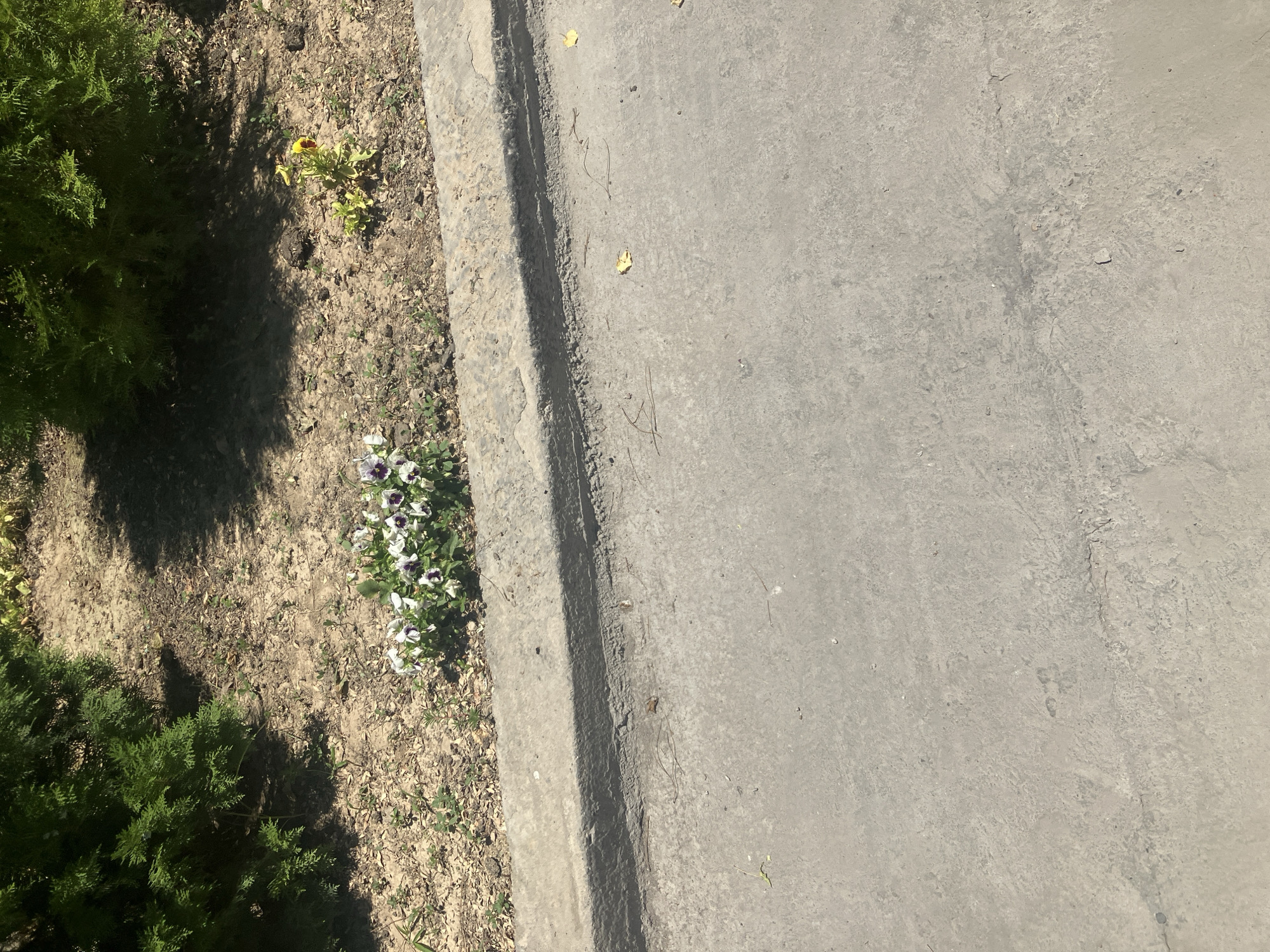 The image depicts a section of pavement adjacent to a planter bed. The planter bed contains a cluster of small white and purple flowers and a single yellow flower. Behind the planter bed, a dense green evergreen shrub is visible, casting a shadow onto the dirt and sparse vegetation in the planter. The pavement is grey concrete, showing some wear and minor debris, including a few fallen leaves. The scene appears to be outdoors, in a public area such as a park or a street. The image was taken in Tashkent, Uzbekistan.