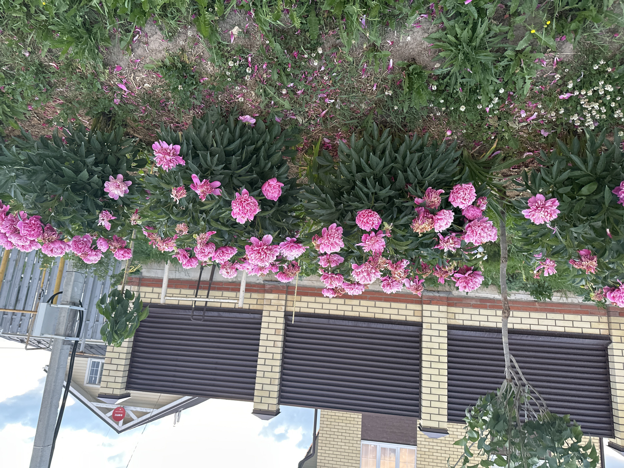 The image captures a close-up view of a garden bed filled with vibrant pink peonies, blooming profusely. The peonies are dense and lush, with many fully open flowers and some in bud. Scattered among the peonies are smaller white wildflowers and green foliage. The ground is covered with a mix of grass, dirt, and fallen pink petals from the peonies. In the background, a fence constructed of light-colored brick pillars and dark brown horizontal slats separates the garden from a residential property. Behind the fence, a house with a light-colored exterior and a dark roof is visible. A utility pole with electrical equipment stands to the right of the frame. The scene appears to be set in a suburban or rural area, likely a backyard or front yard. The lighting suggests it is daytime, possibly late afternoon, given the slightly muted light and the presence of a few clouds in the sky. The image is a still photograph with no visible people or animals.