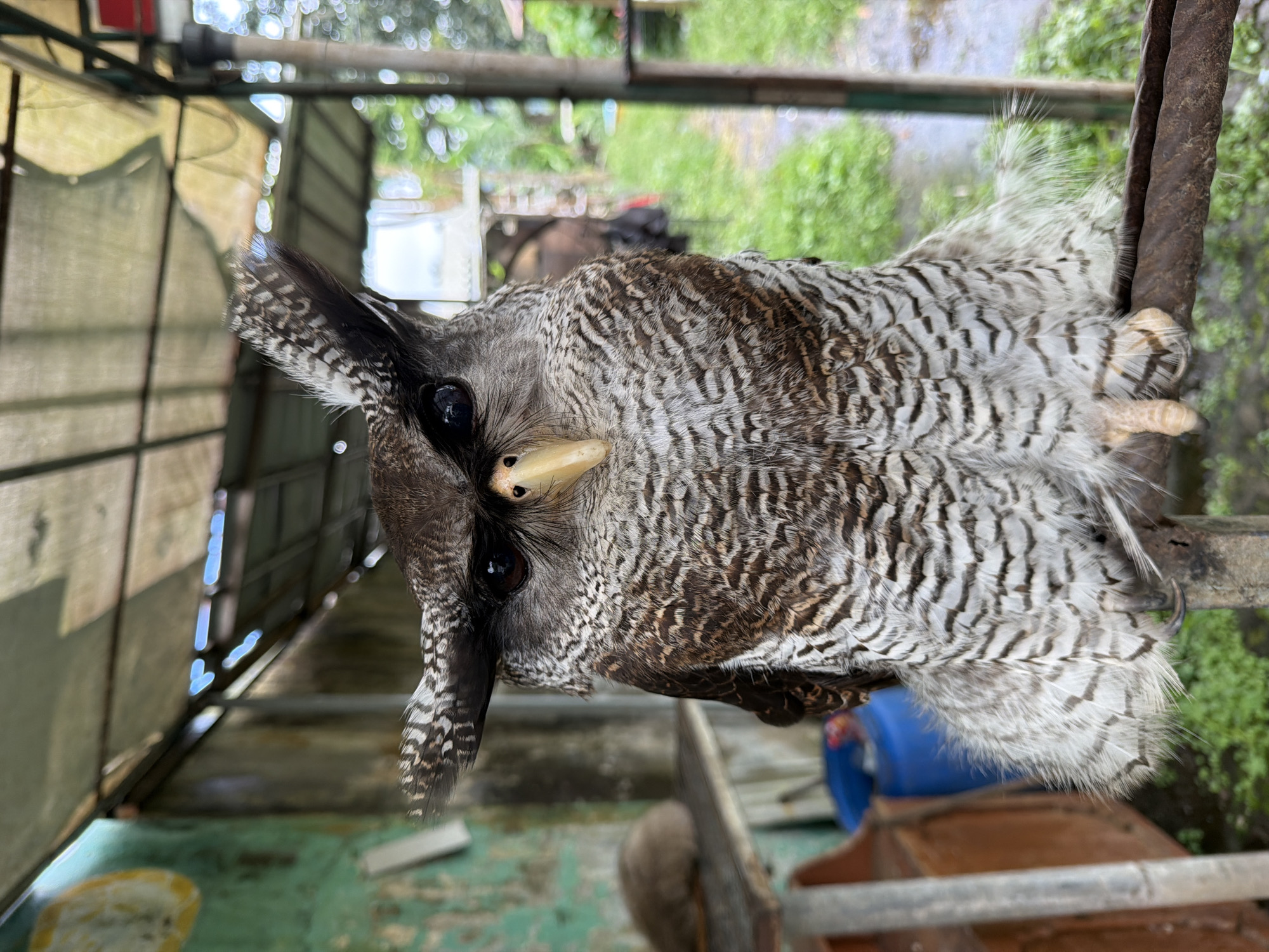 An owl perched on a metal structure is seen in Candikuning, Indonesia. The owl has dark brown and white patterned plumage with prominent ear tufts. It is grasping the metal bars with its talons. The background includes vegetation, a building structure with a partial awning, and miscellaneous objects.
