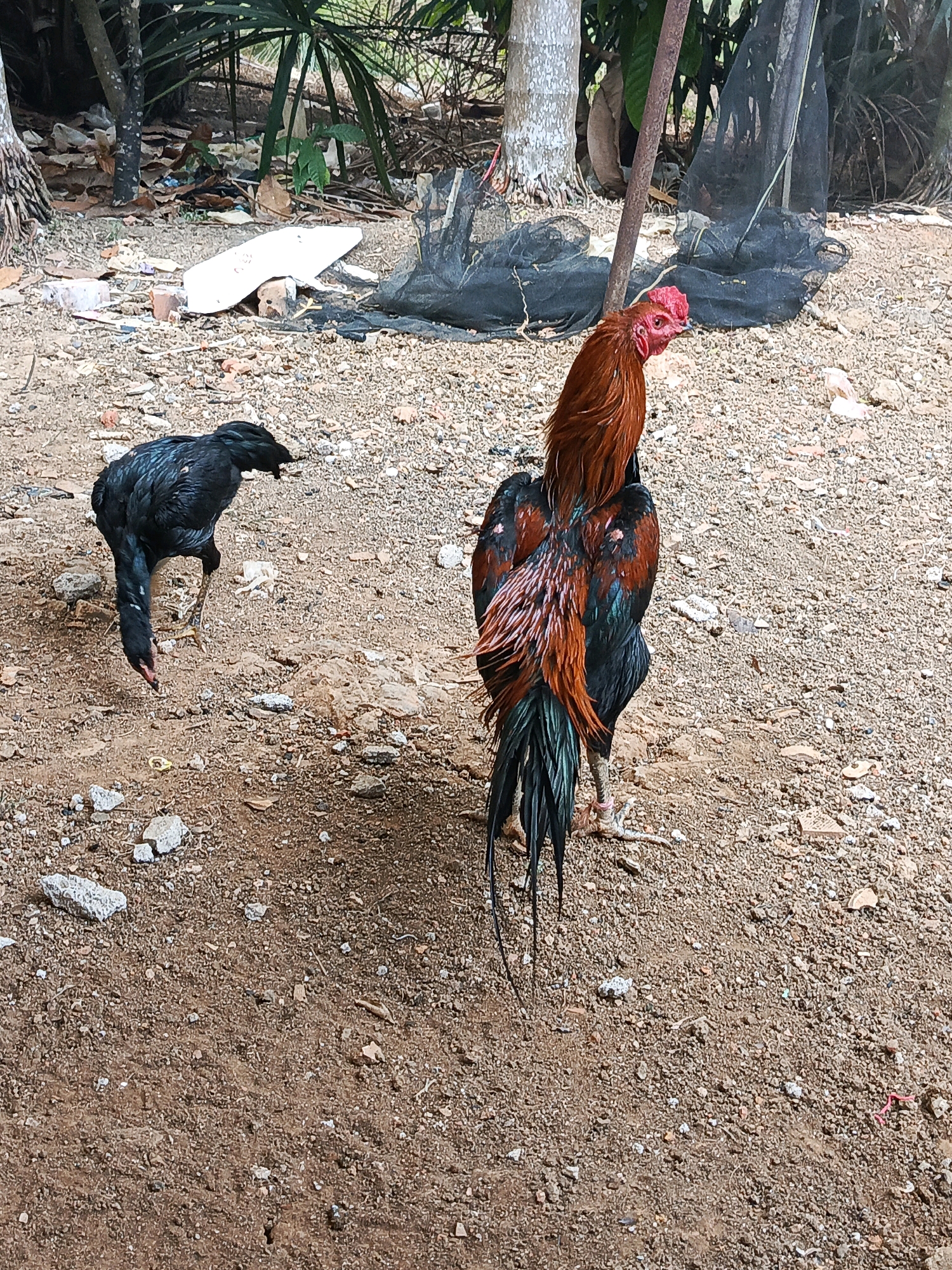 In Megang Sakti I, Indonesia, a rooster with iridescent black, red, and green plumage stands facing right, its head turned to look left. A smaller, all-black chicken pecks at the ground in the foreground, facing away from the viewer. The environment is a dry, gravelly yard with scattered debris, including white plastic fragments and rocks, bordered by lush green foliage and trees. A rusty metal pole and black netting are visible in the background.