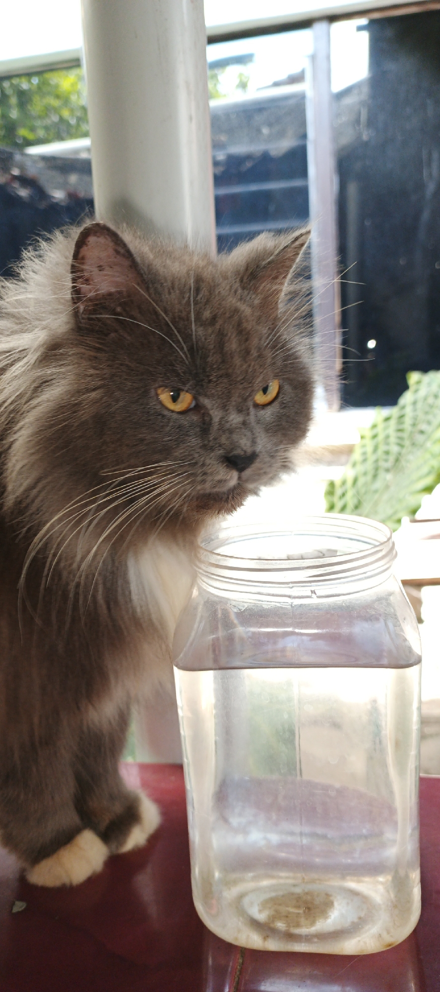 A gray, long-haired cat with yellow eyes is sitting on a maroon surface next to a clear glass jar filled with water. The cat's fur is fluffy, and it has white whiskers. The jar is rectangular with a ribbed opening. In the background, out of focus, are green foliage, a white pole, and a window with reflections. The scene appears to be indoors, possibly on a windowsill or table. The overall lighting suggests it is daytime. There is no indication of any people or any specific location within Moyudan, Indonesia.