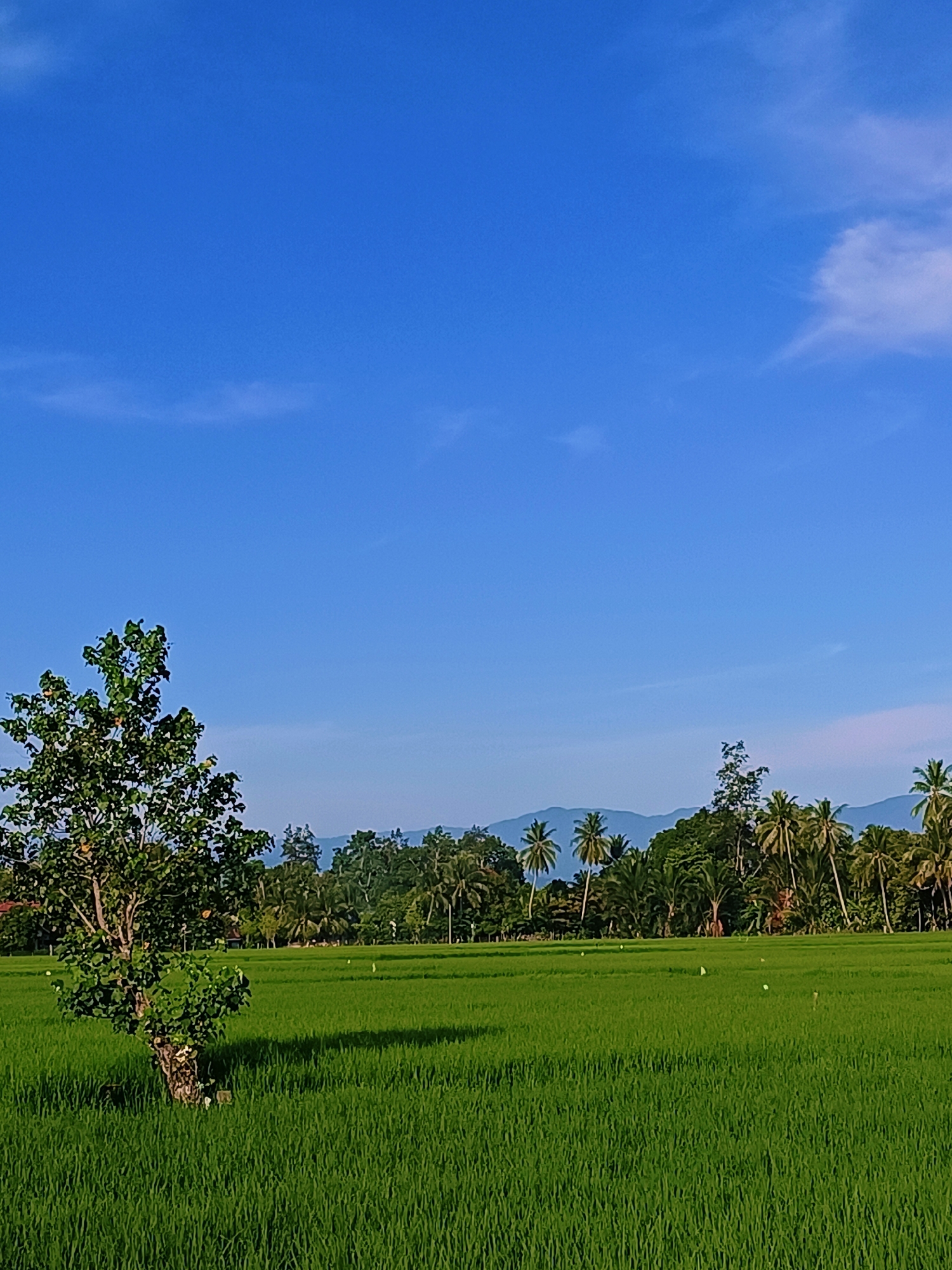 A low-angle, vertical, medium shot captures a vibrant green rice paddy under a clear blue sky in Kampung Jumpa, Indonesia. A solitary, leafy tree stands prominently in the left foreground, casting a shadow across the meticulously cultivated field. The background is a dense line of tropical trees, including palm trees, and a hazy mountain range under the expanse of the sky. Several small white birds are scattered throughout the rice paddy, adding subtle movement to the otherwise still landscape. The lighting suggests it is daytime, likely late morning or early afternoon, with the sun illuminating the scene from the left.