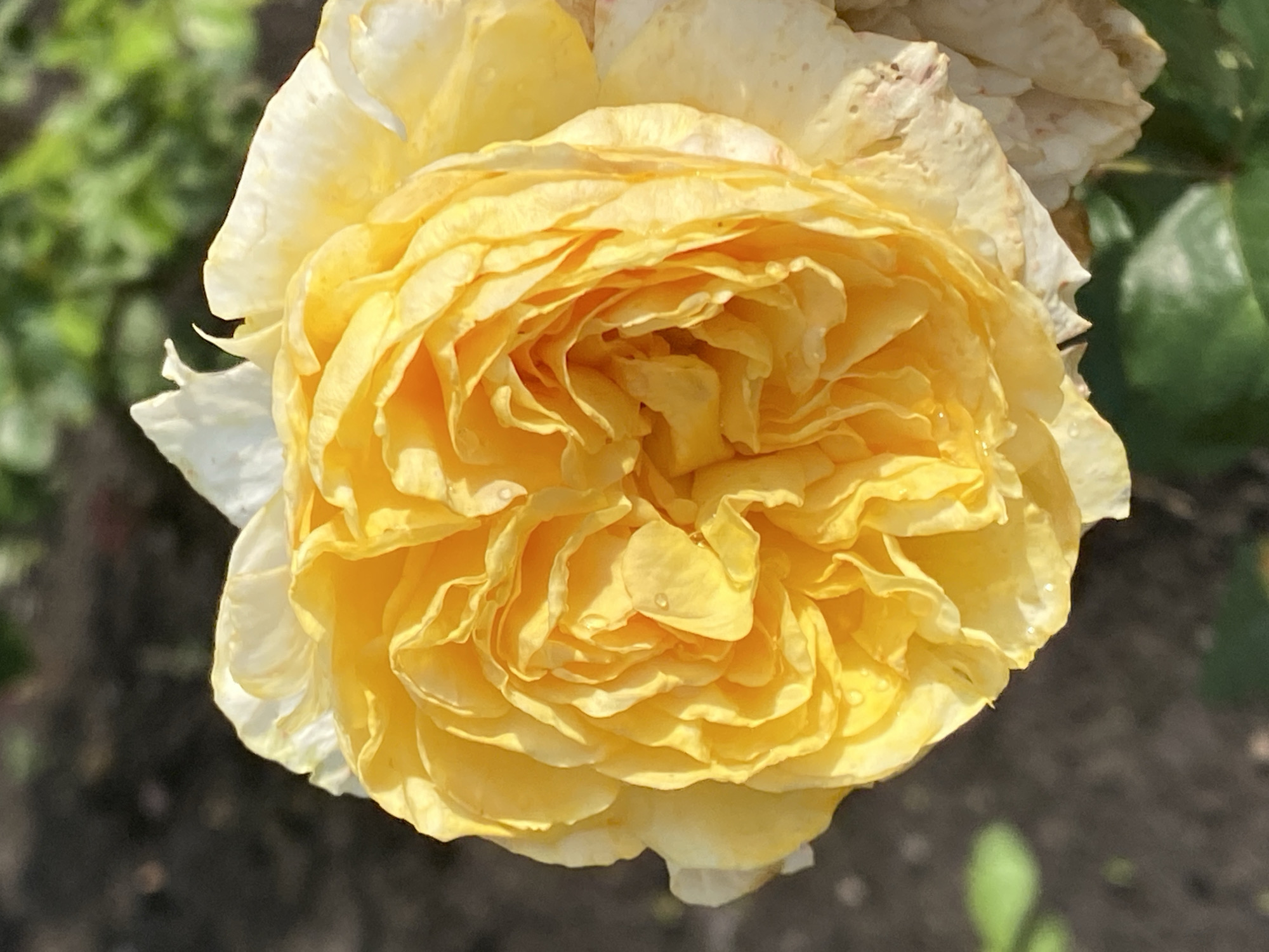 A close-up, overhead shot captures a fully bloomed yellow rose. The petals are layered densely, creating a swirling pattern in the center. Some petals are tinged with white and show signs of wilting. Small water droplets are visible on some petals. The rose is set against a blurred background of dark soil and green foliage, suggesting an outdoor garden setting. The image is well-lit, with sunlight highlighting the texture and color of the rose.