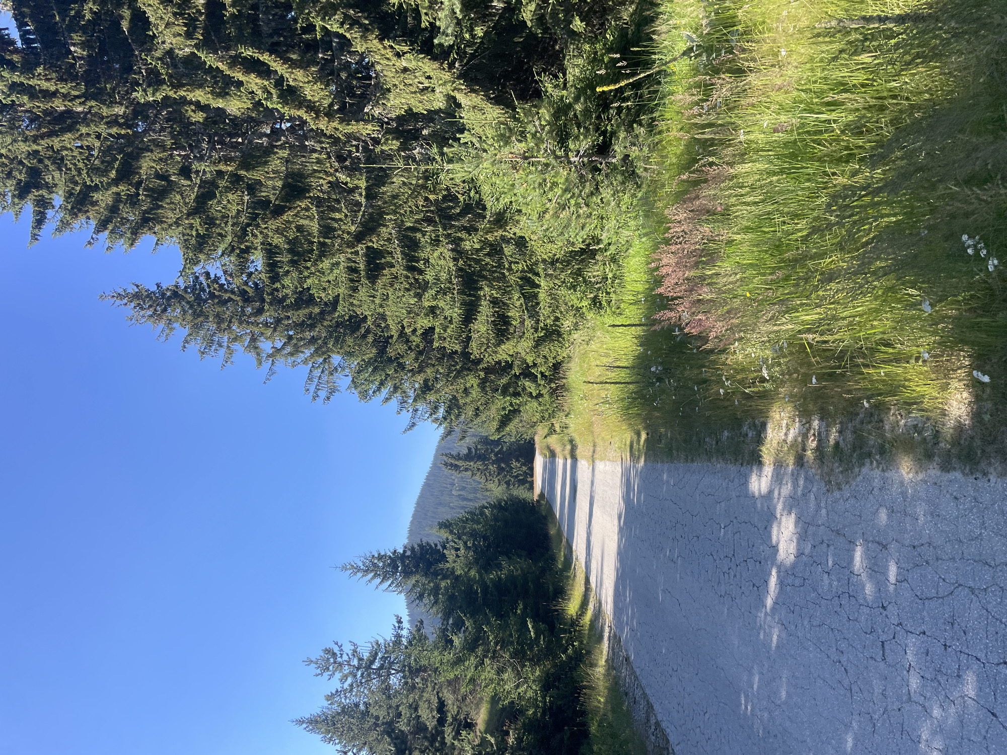 The image depicts a paved road winding through a coniferous forest under a clear blue sky. The road, showing signs of cracking, is bordered by tall evergreen trees on the right and a mix of smaller evergreens and sparse vegetation on the left. The forest floor is covered in grass and wildflowers, with some patches of sunlight dappling the road. In the distance, a tree-covered hill rises against the horizon. The scene appears to be a natural landscape, possibly a hiking or cycling path, with no visible people or man-made structures beyond the road itself. The location is identified as Manastir, Bulgaria, suggesting a mountainous or hilly forested area within that region.