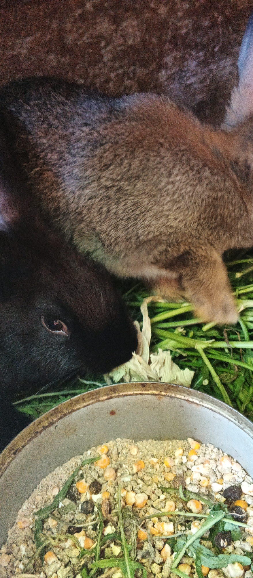 The image shows a close-up view of two rabbits in an enclosure. One rabbit, partially visible on the left, is black with an visible eye. The other rabbit, larger and in the upper portion of the image, has brown and grey fur. They are situated amidst green foliage and what appears to be a food bowl filled with pellets, corn kernels, and dried plant matter. The scene is domestic and does not provide any specific geographical context within Smila, Ukraine.