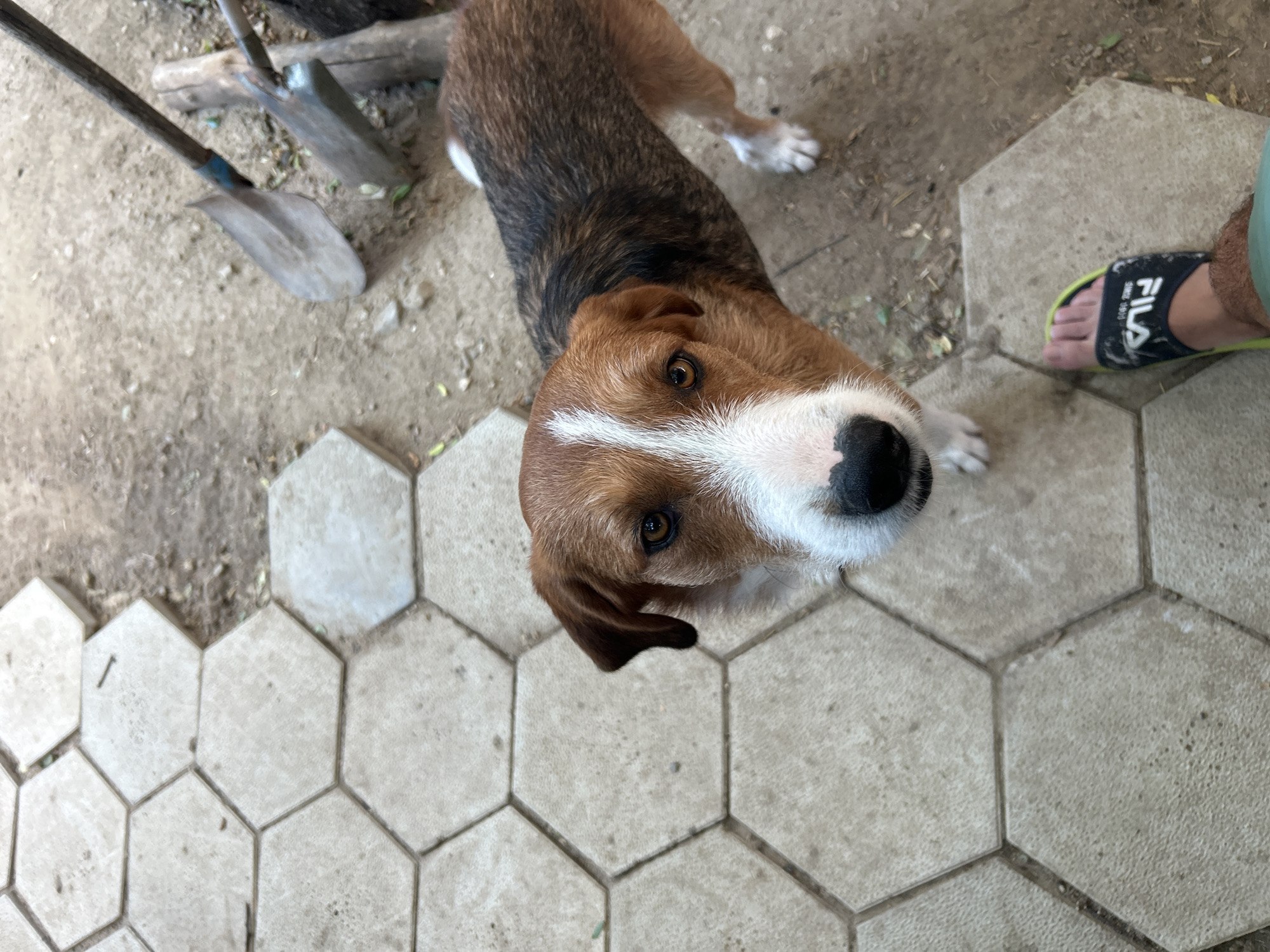 A medium-sized dog with brown and white fur stands on a patch of dirt next to a hexagonal tiled walkway. The dog is looking directly at the camera. Behind the dog, two shovels and some logs are visible. In the foreground, a person's foot wearing a black Fila sandal is visible. The scene appears to be outdoors, possibly in a backyard or rural area. The image was taken in Polenitsa, Bulgaria.